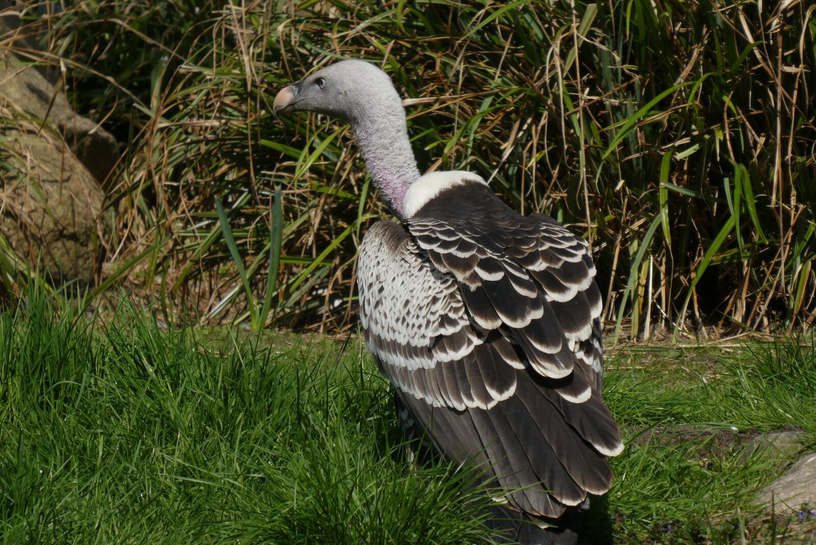 Panasonic Lumix DC-ZS70 (Lumix DC-TZ90) sample photo. Vulture, bird of prey photography