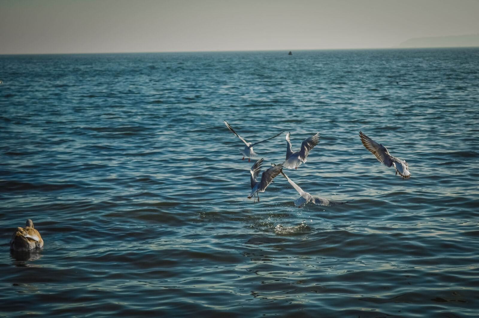 Nikon D3200 sample photo. Autumn, azov, birds, leaves photography