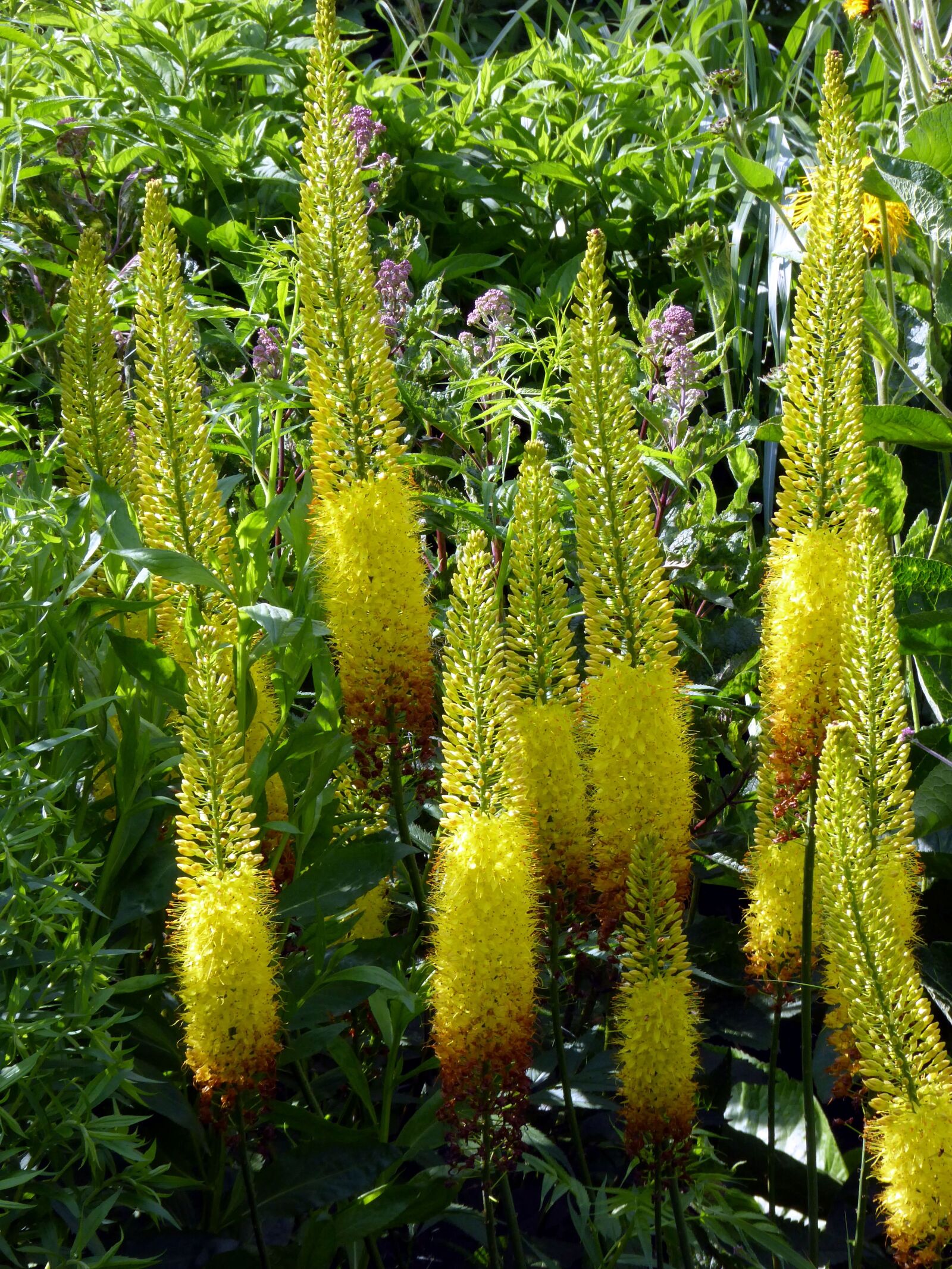 Panasonic DMC-TZ61 sample photo. Blütenbeet, yellow, umbel photography