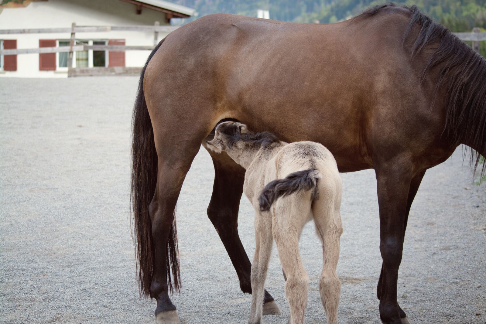 Nikon D7100 sample photo. Foal, horse, pony photography