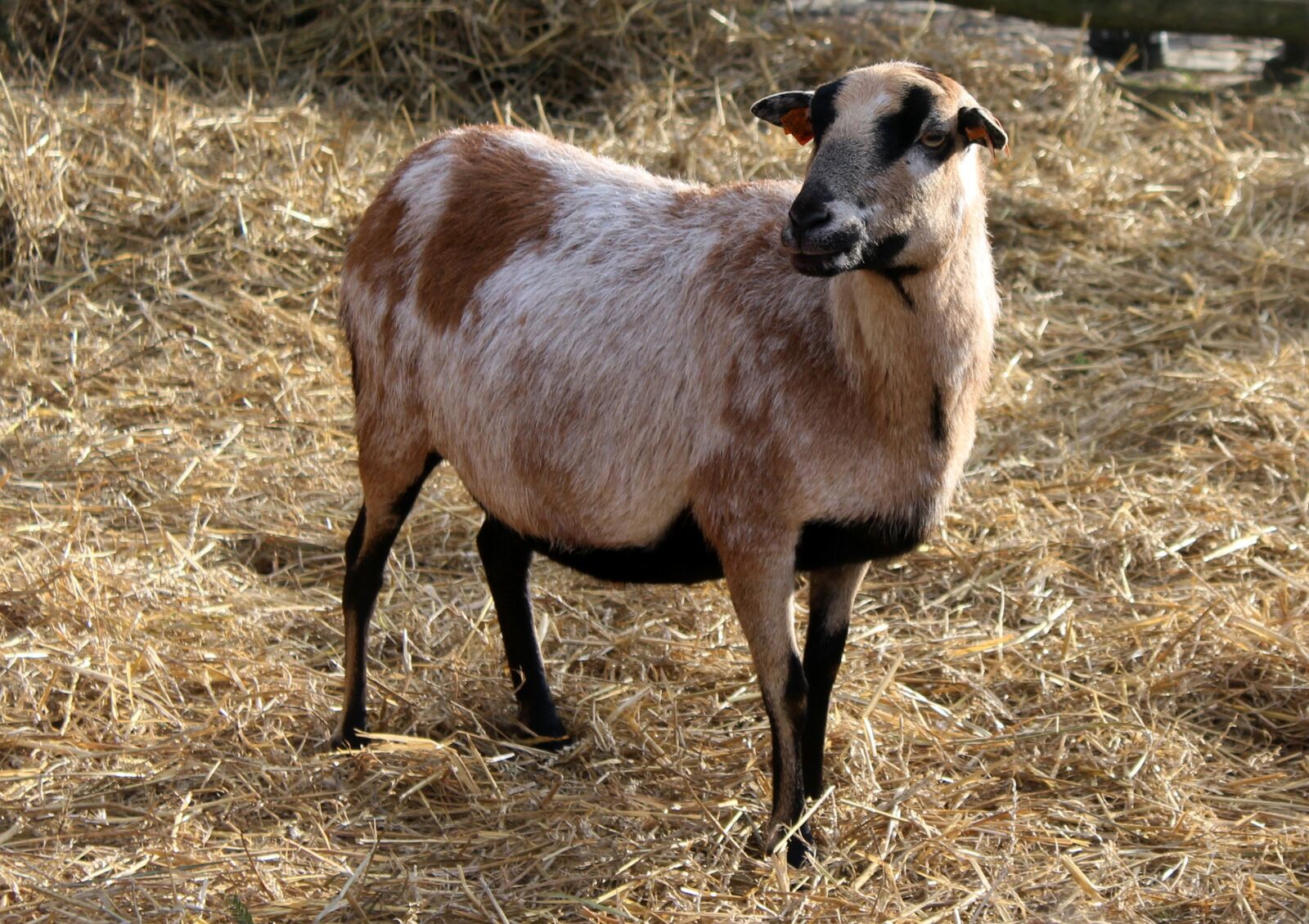 Canon EOS 1200D (EOS Rebel T5 / EOS Kiss X70 / EOS Hi) sample photo. Goat, farm animals, kennel photography