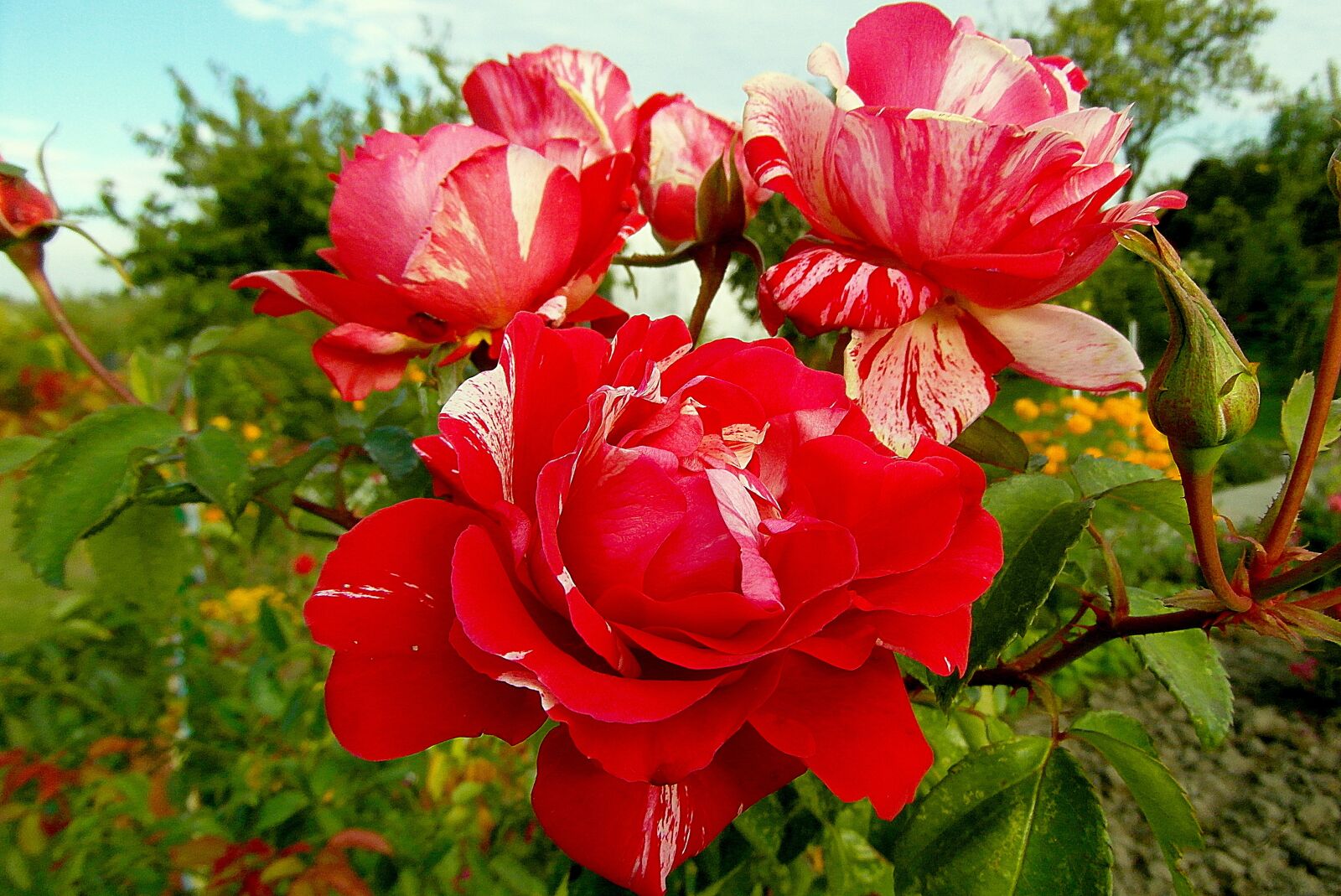 Samsung WB750 sample photo. Roses, flowers, white photography