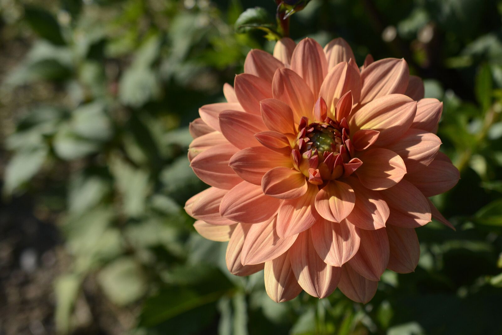 Nikon D7100 sample photo. Dahlia, flower, blossom photography