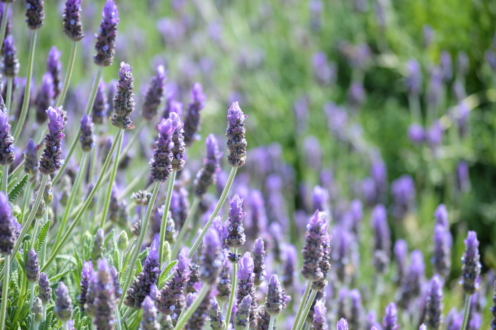 Nikon D3200 sample photo. Lavender, flowers, nature photography