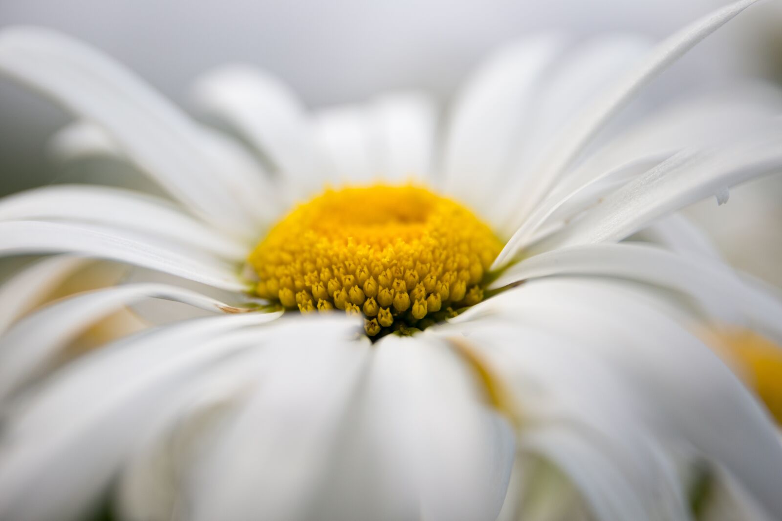 Canon EF 24-70mm F4L IS USM sample photo. Daisy, flowers, chamomile photography