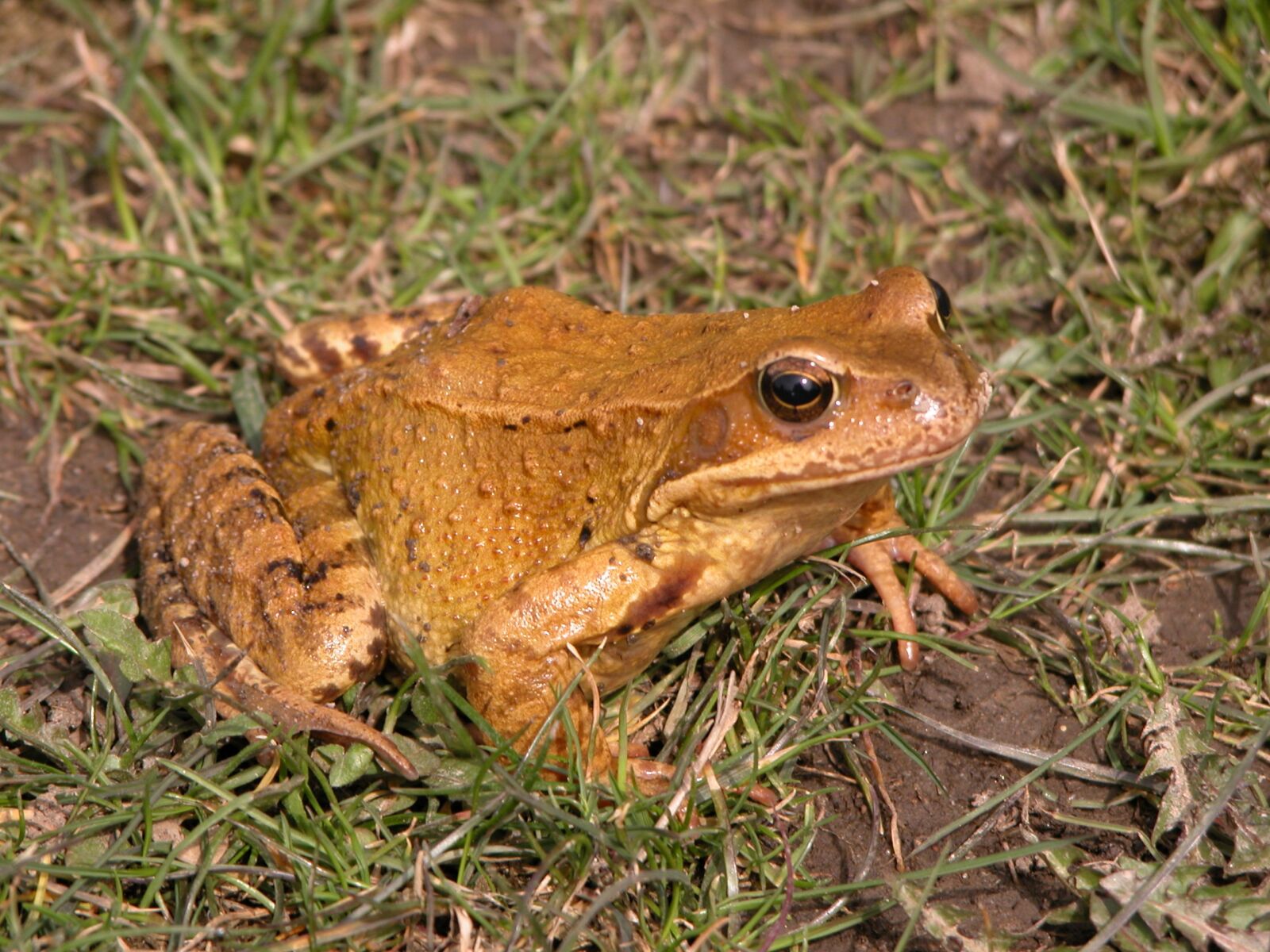 Nikon E5700 sample photo. Toad, animal, nature photography