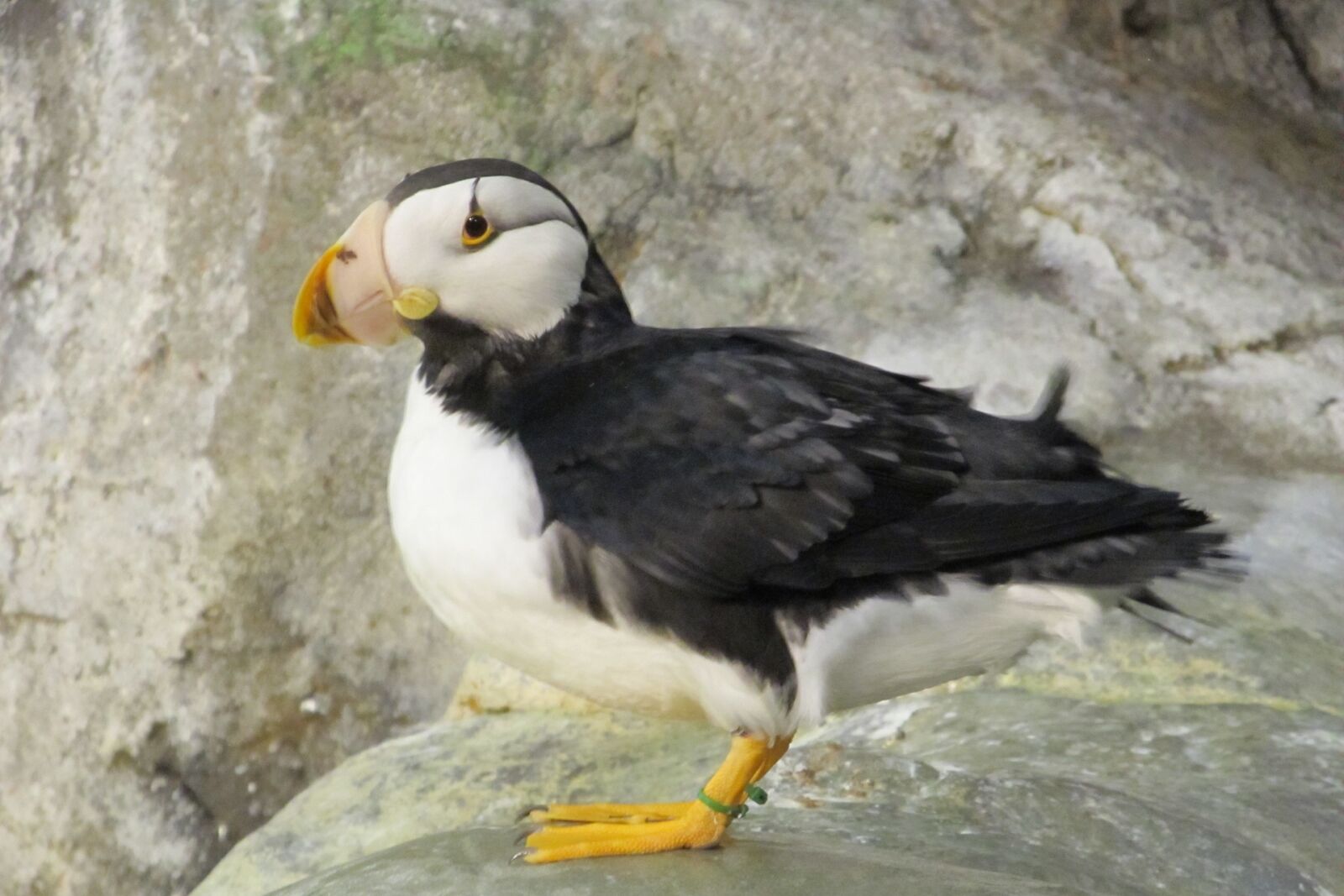 Canon PowerShot SX130 IS sample photo. Puffin, bird, waterfowl photography