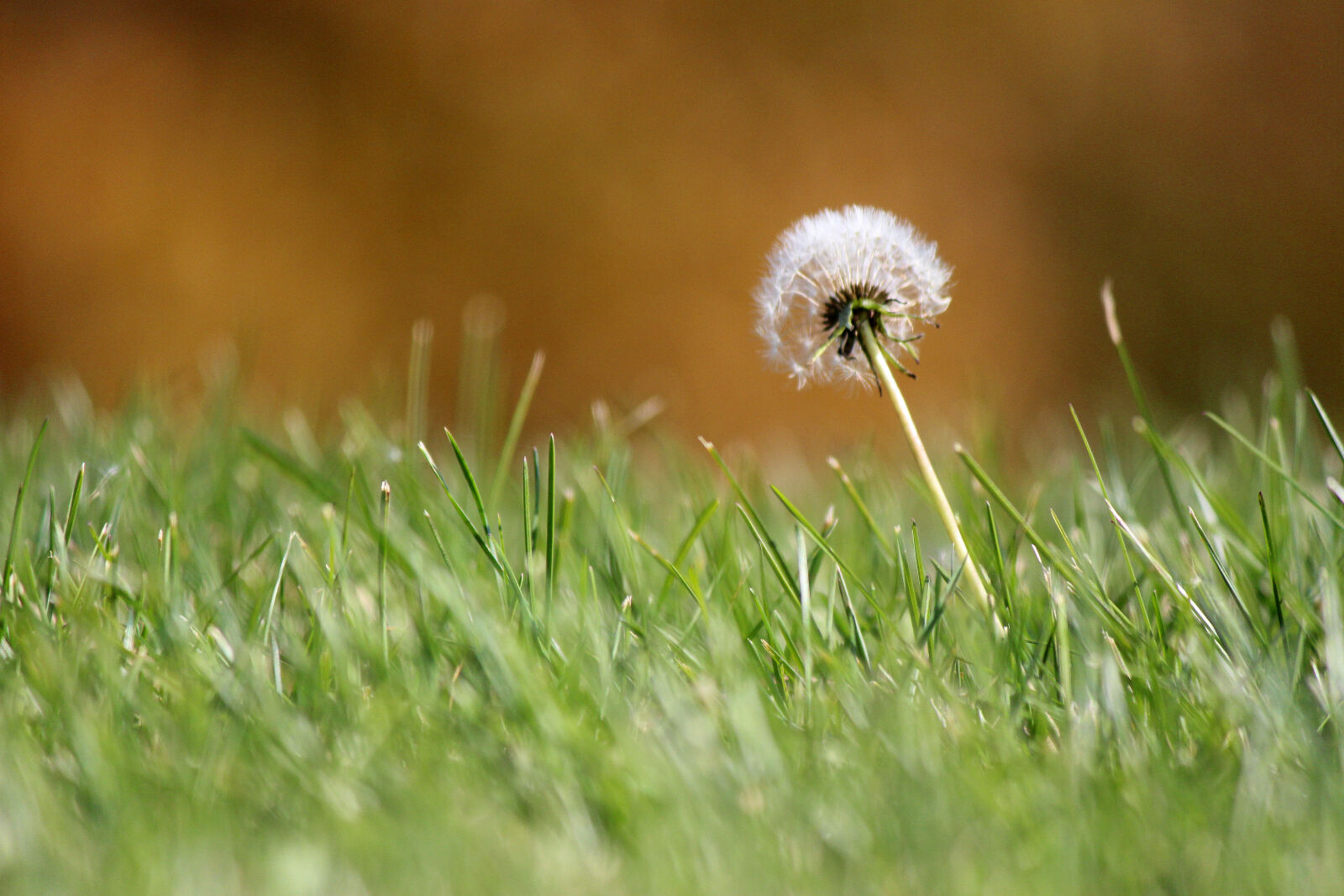 Canon EF-S 55-250mm F4-5.6 IS II sample photo. Nature, grass, weed, dandlion photography
