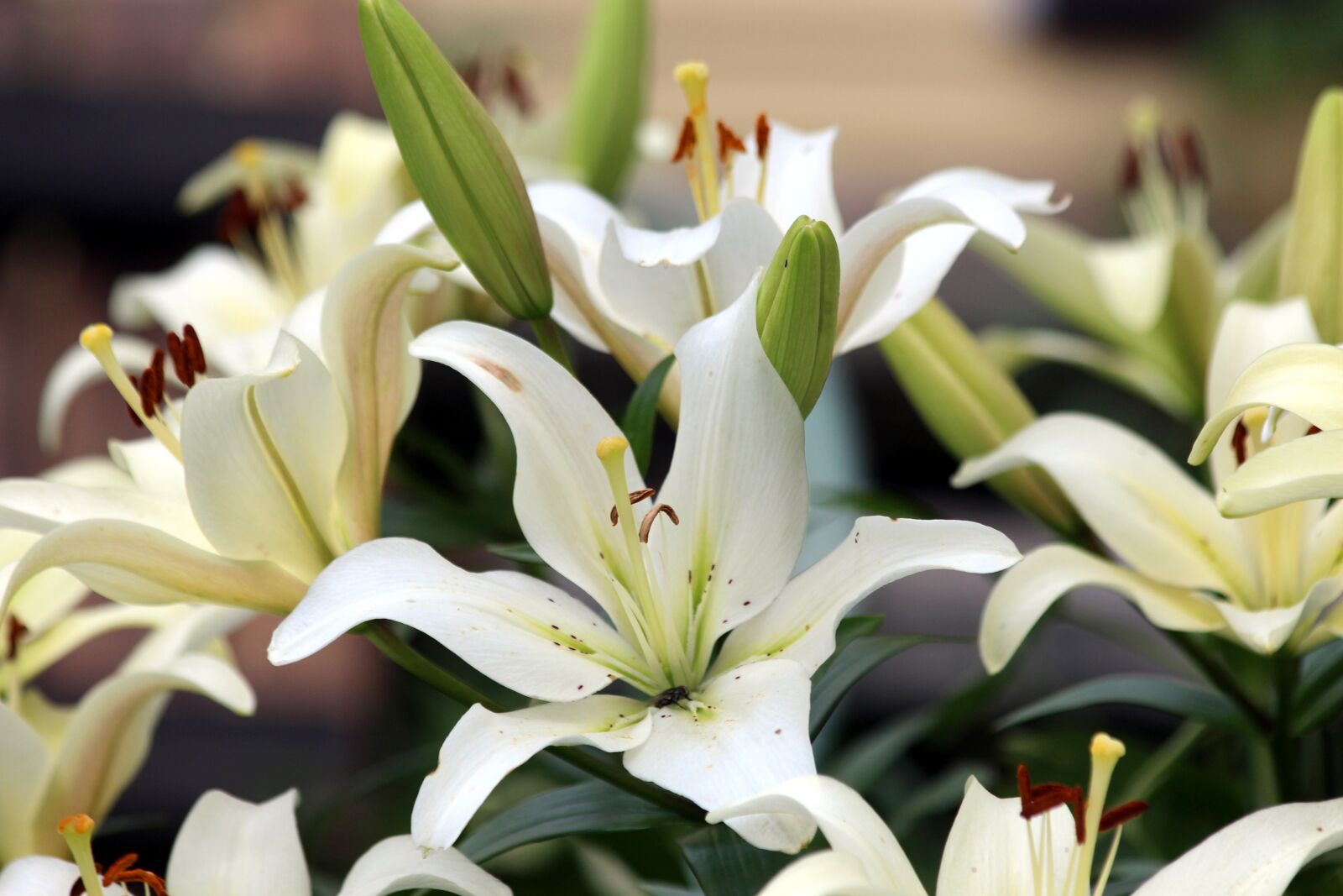 Canon EOS 650D (EOS Rebel T4i / EOS Kiss X6i) sample photo. White lilies, flower, nature photography