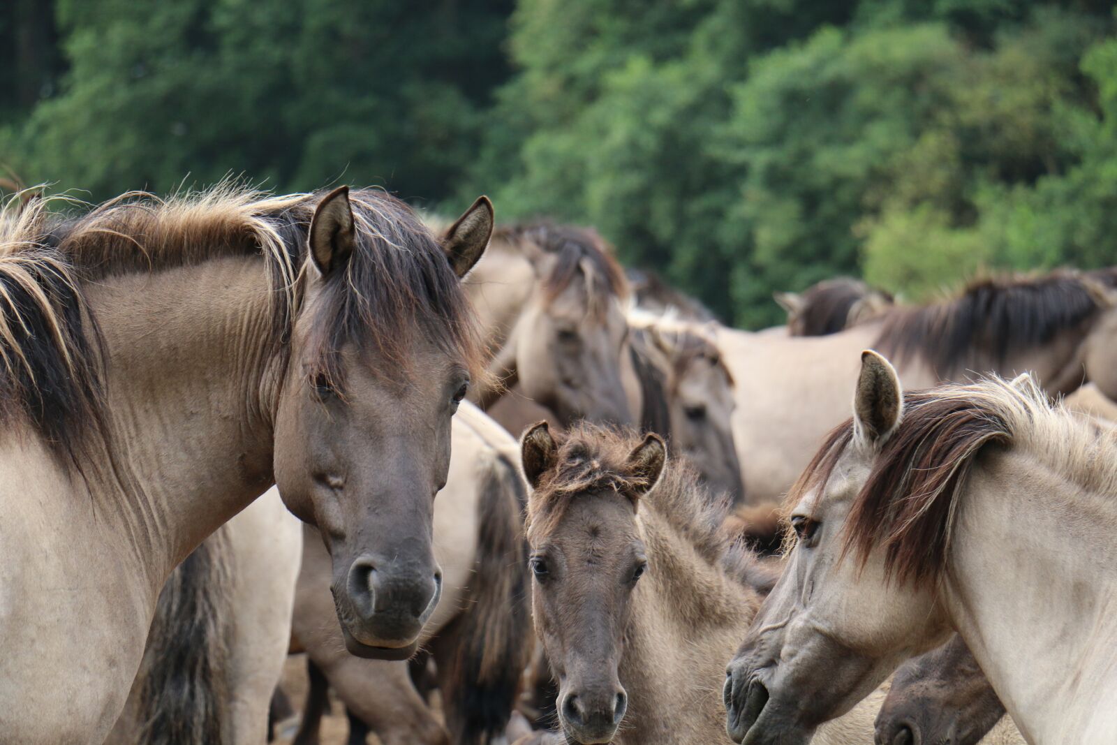 Canon EOS 70D sample photo. Wild horse, horse, flock photography