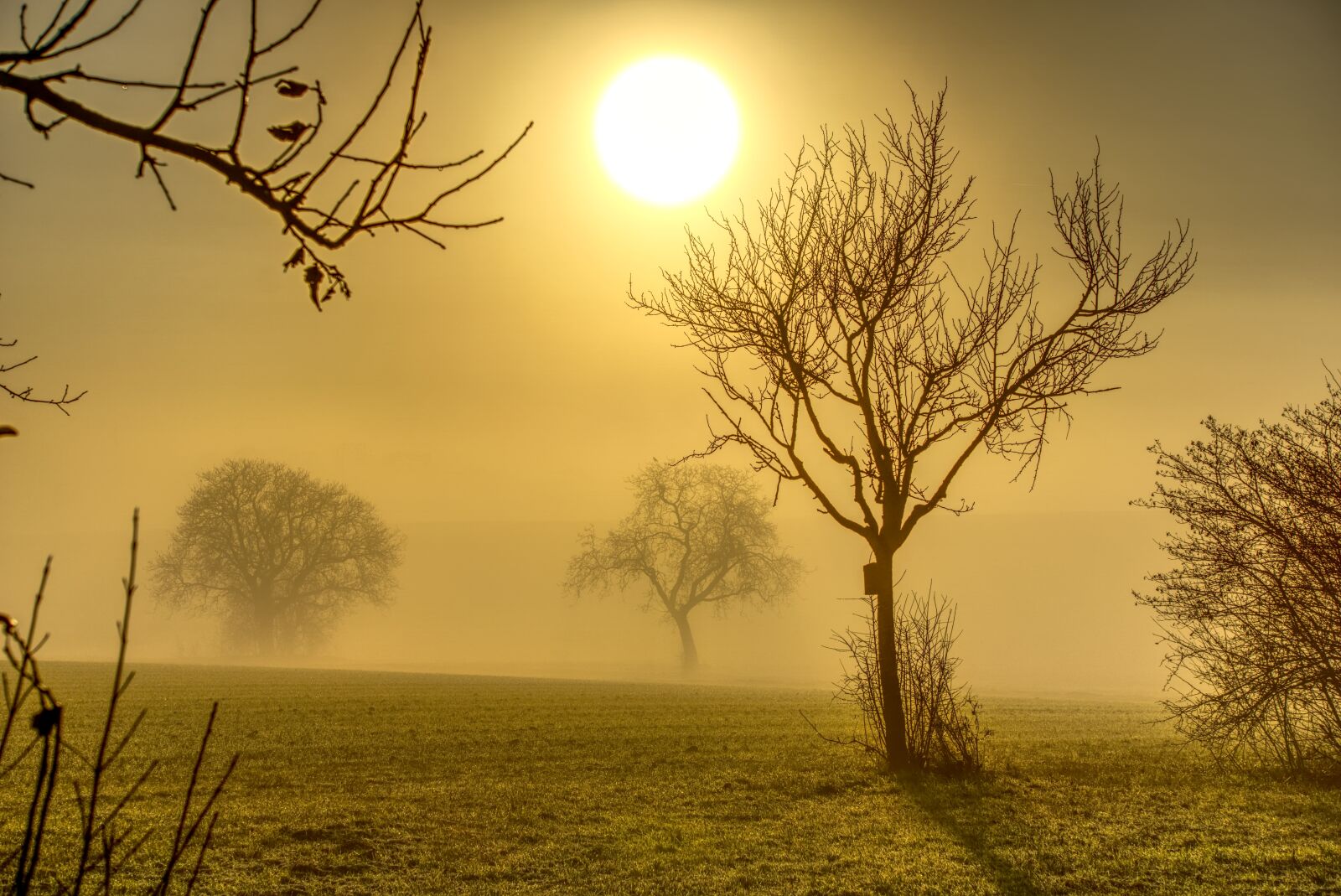 Sony a6000 sample photo. Trees, sun, backlighting photography