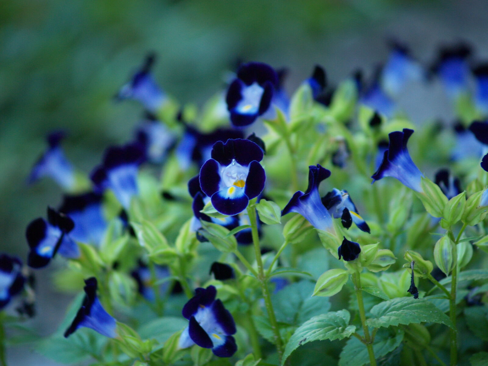 Olympus Zuiko Digital 40-150mm F3.5-4.5 sample photo. Beautiful, blue, flowers photography