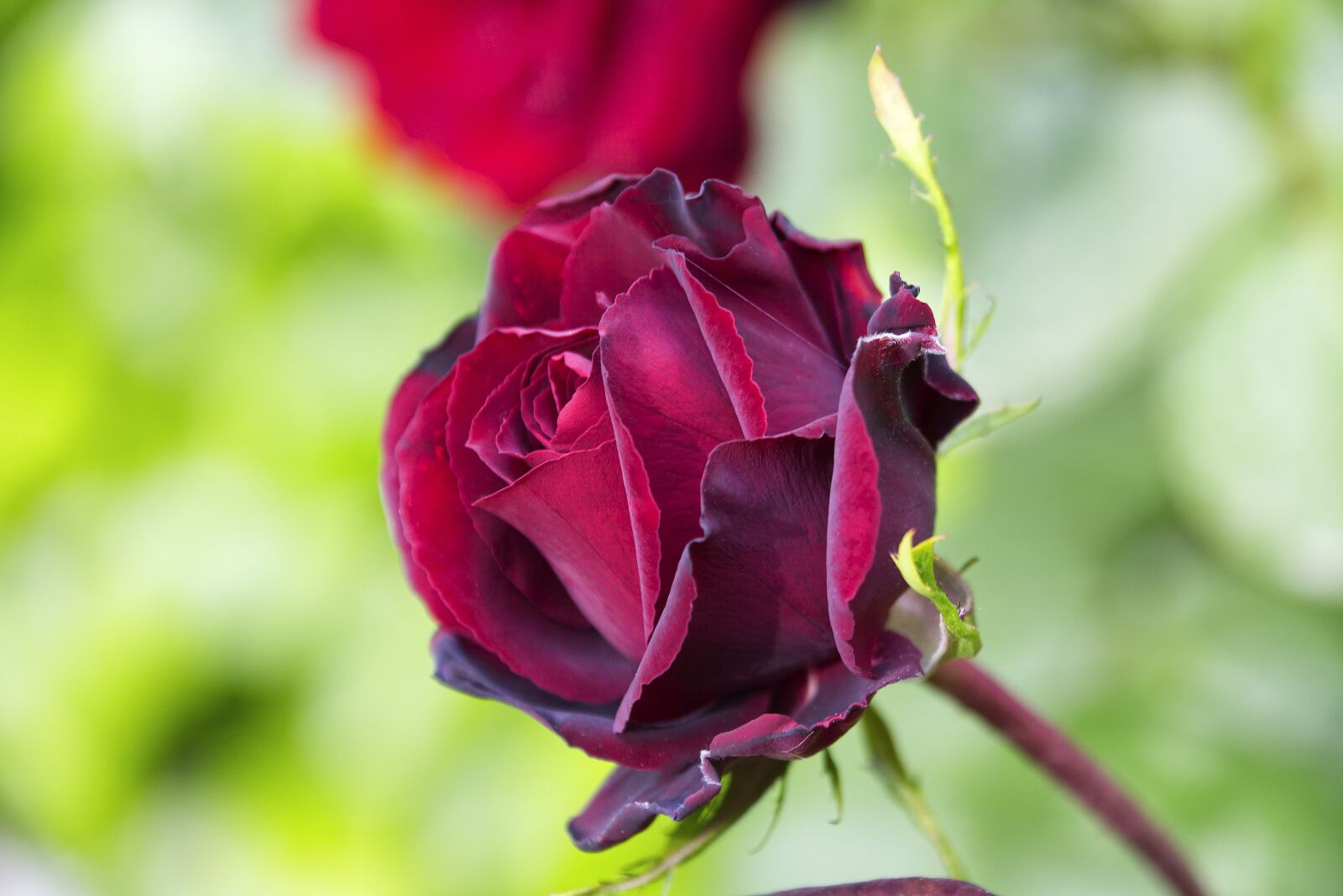 Nikon D7200 sample photo. Rosa, garden, pink petals photography