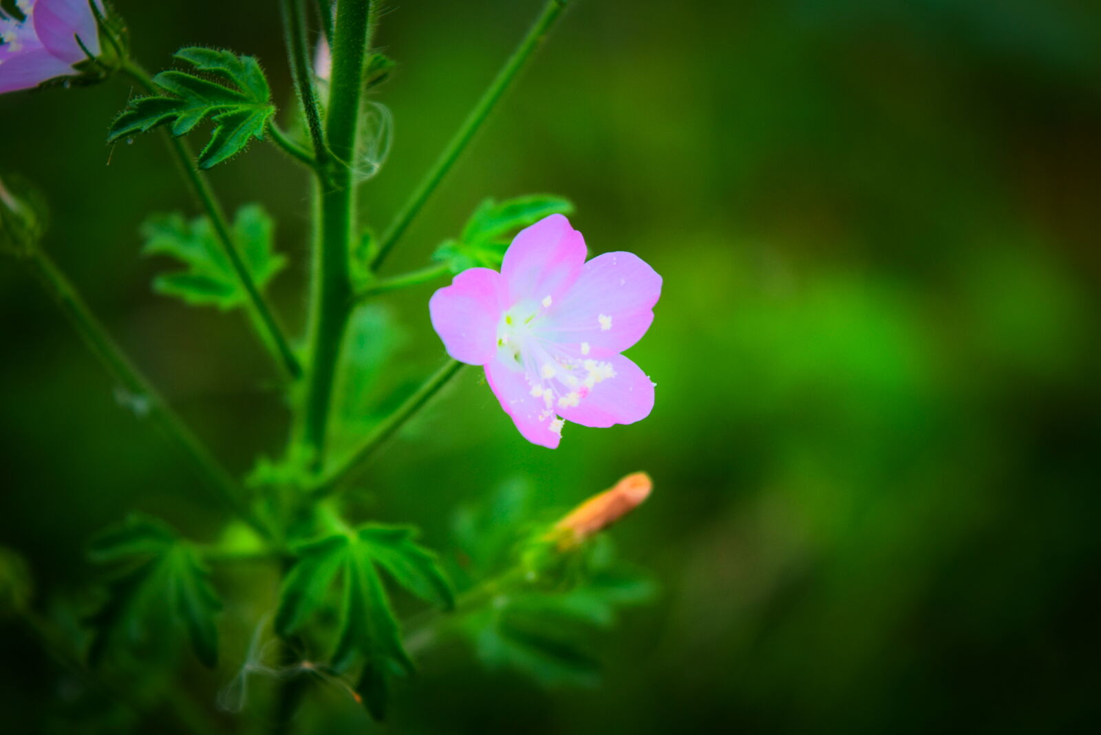 Nikon D3300 sample photo