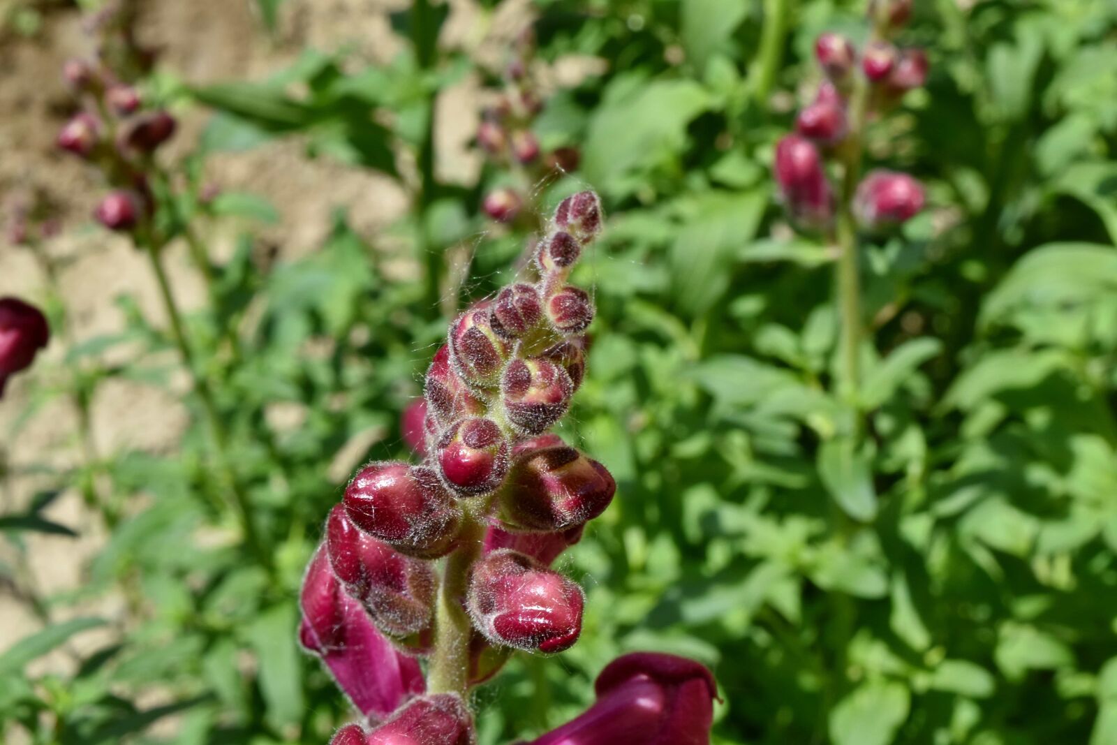 Nikon D5500 sample photo. Details, flower bud, flower photography