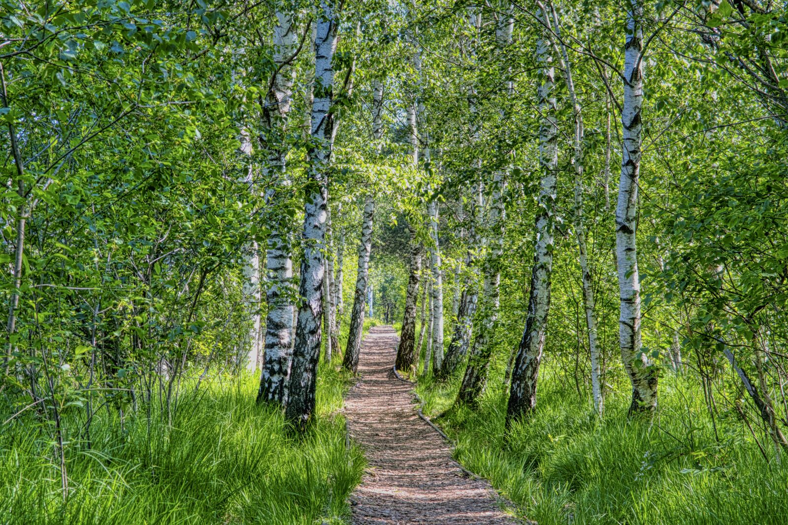 Nikon D7500 sample photo. Away, path, forest photography