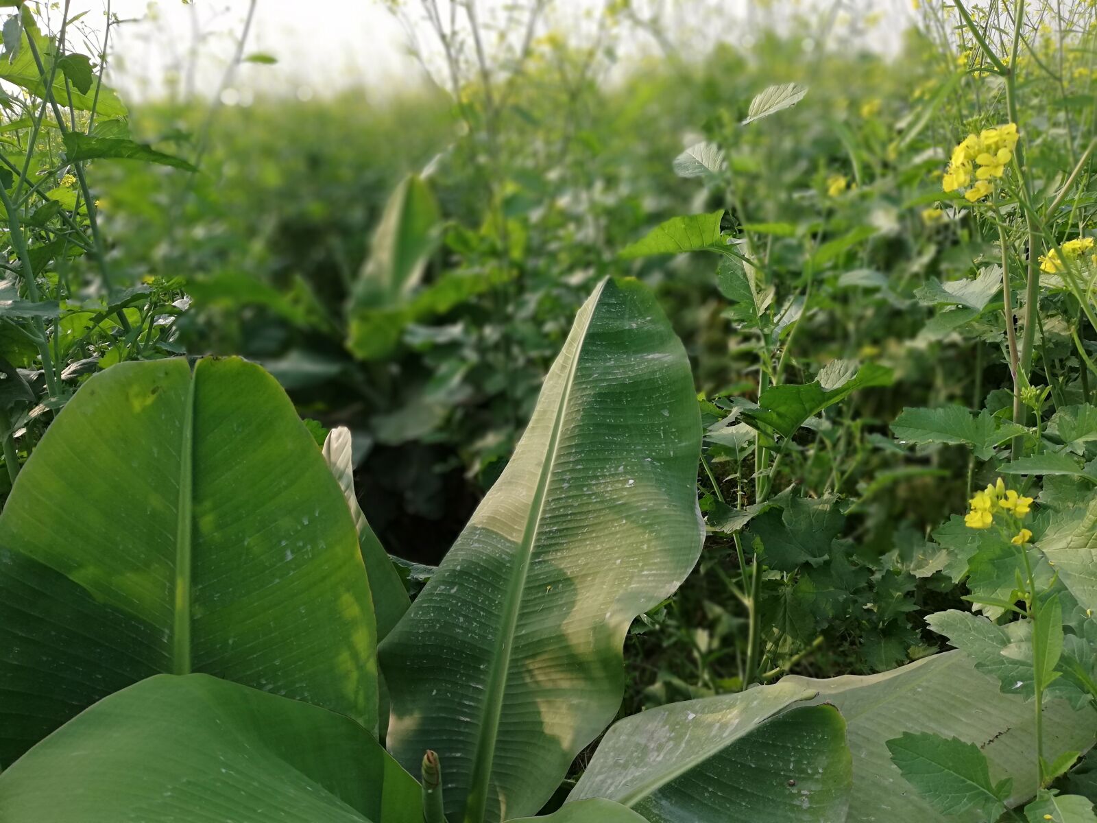 HUAWEI Mate 10 Lite sample photo. Nature, beauty, natural beauty photography
