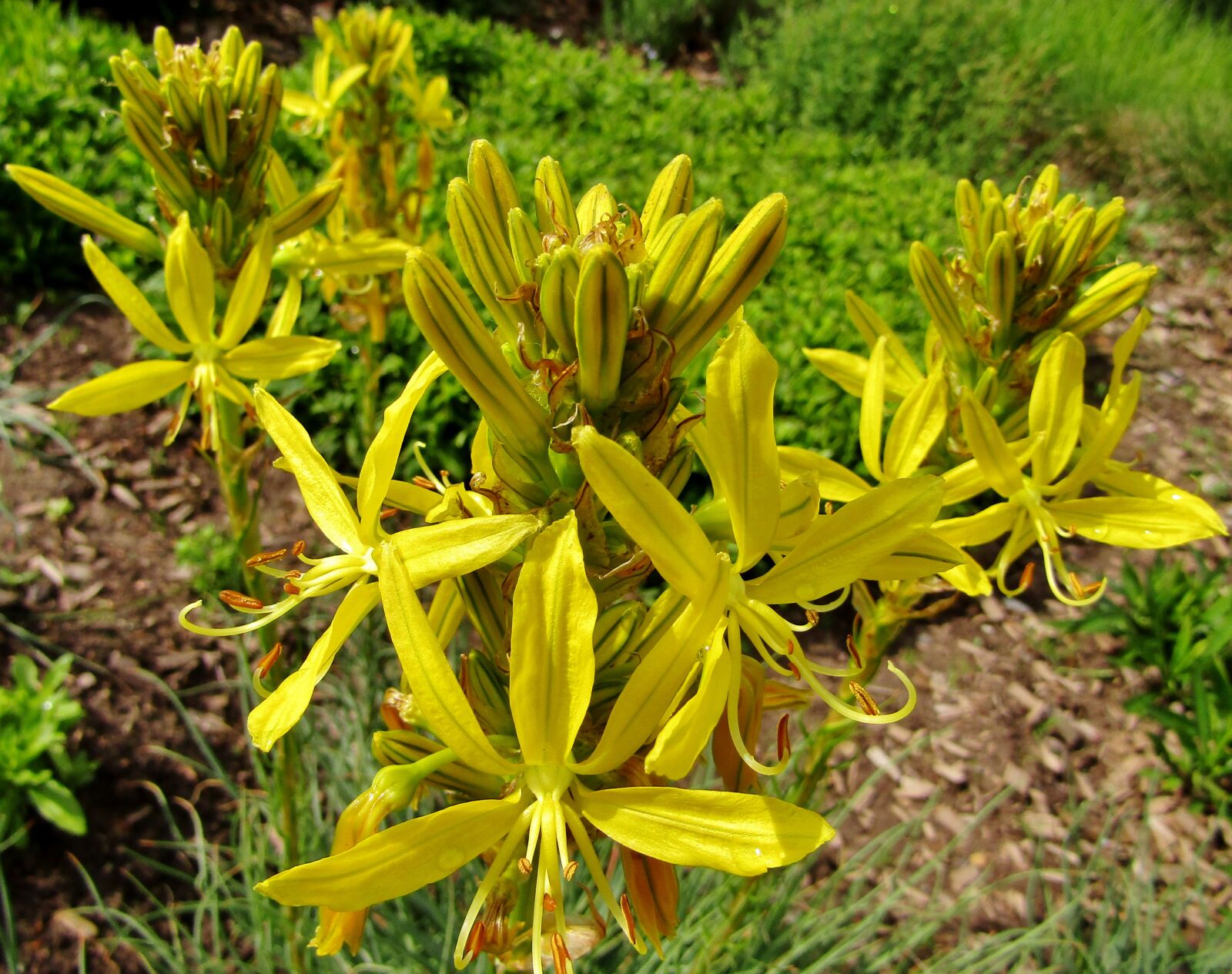 Canon POWERSHOT SX432 IS sample photo. Asphodeline lutea, flower, junker photography