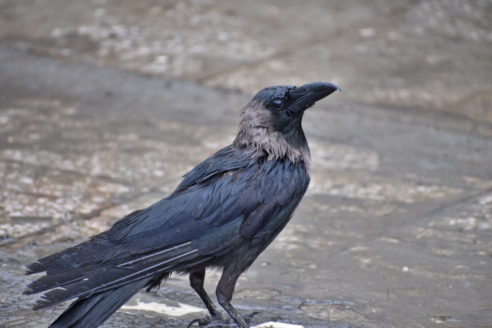 Nikon D5600 sample photo. Crow, greynecked, corvus photography