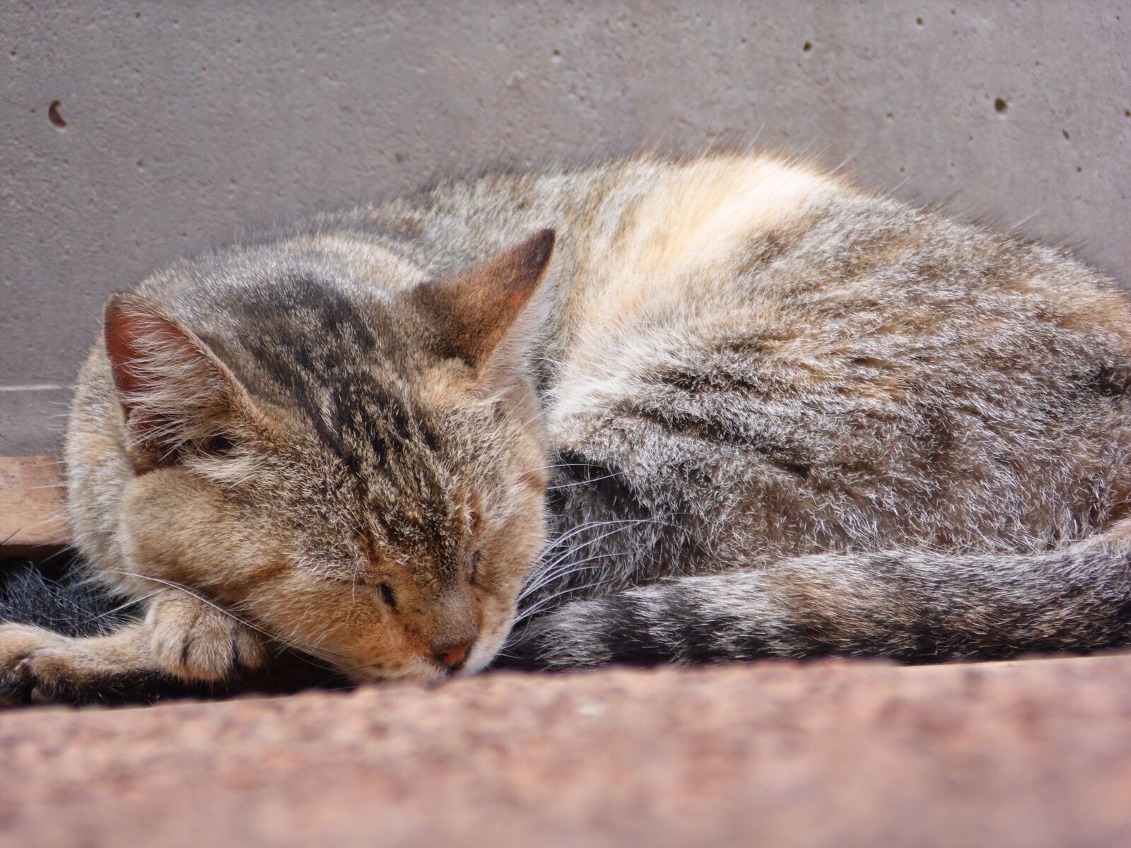 Samsung WB100/  WB101 sample photo. Cat, sleeping, sleep photography