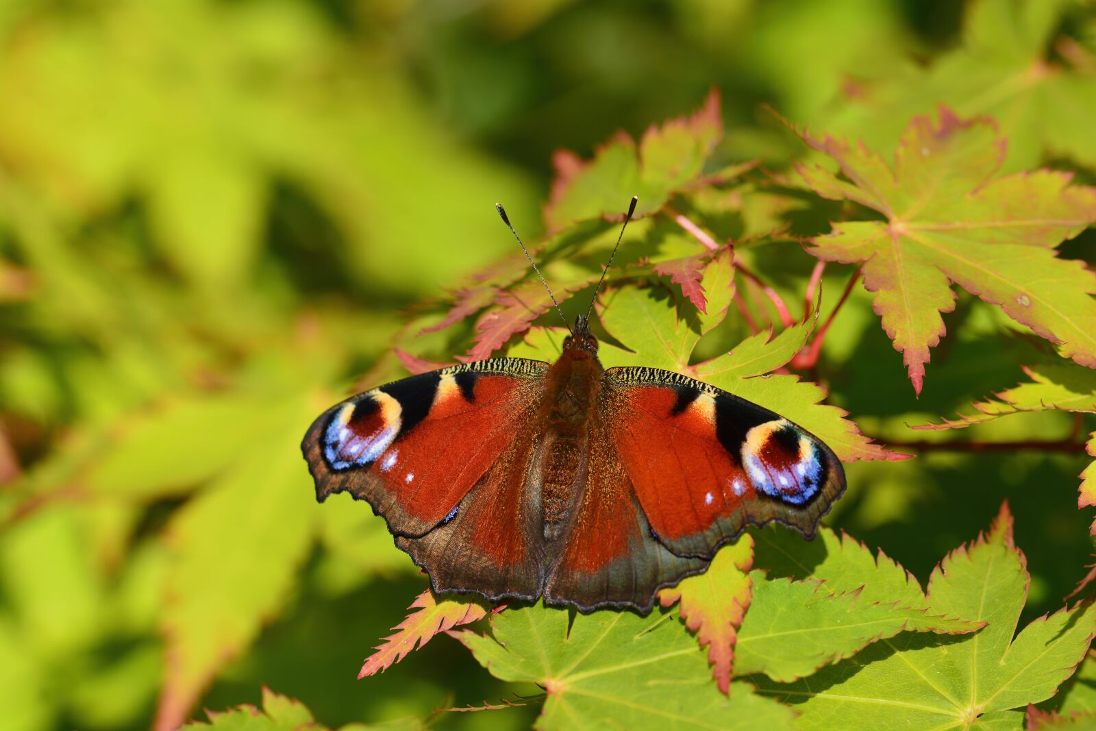 Nikon D7100 sample photo. Butterfly, insect, natural photography