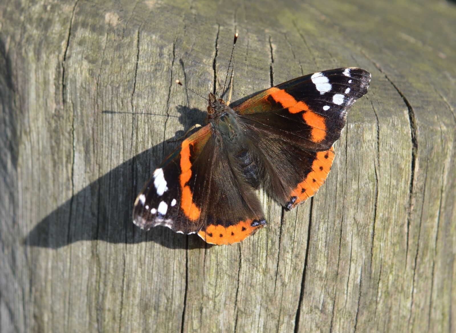 Nikon D3200 sample photo. Butterfly, summer, nature photography