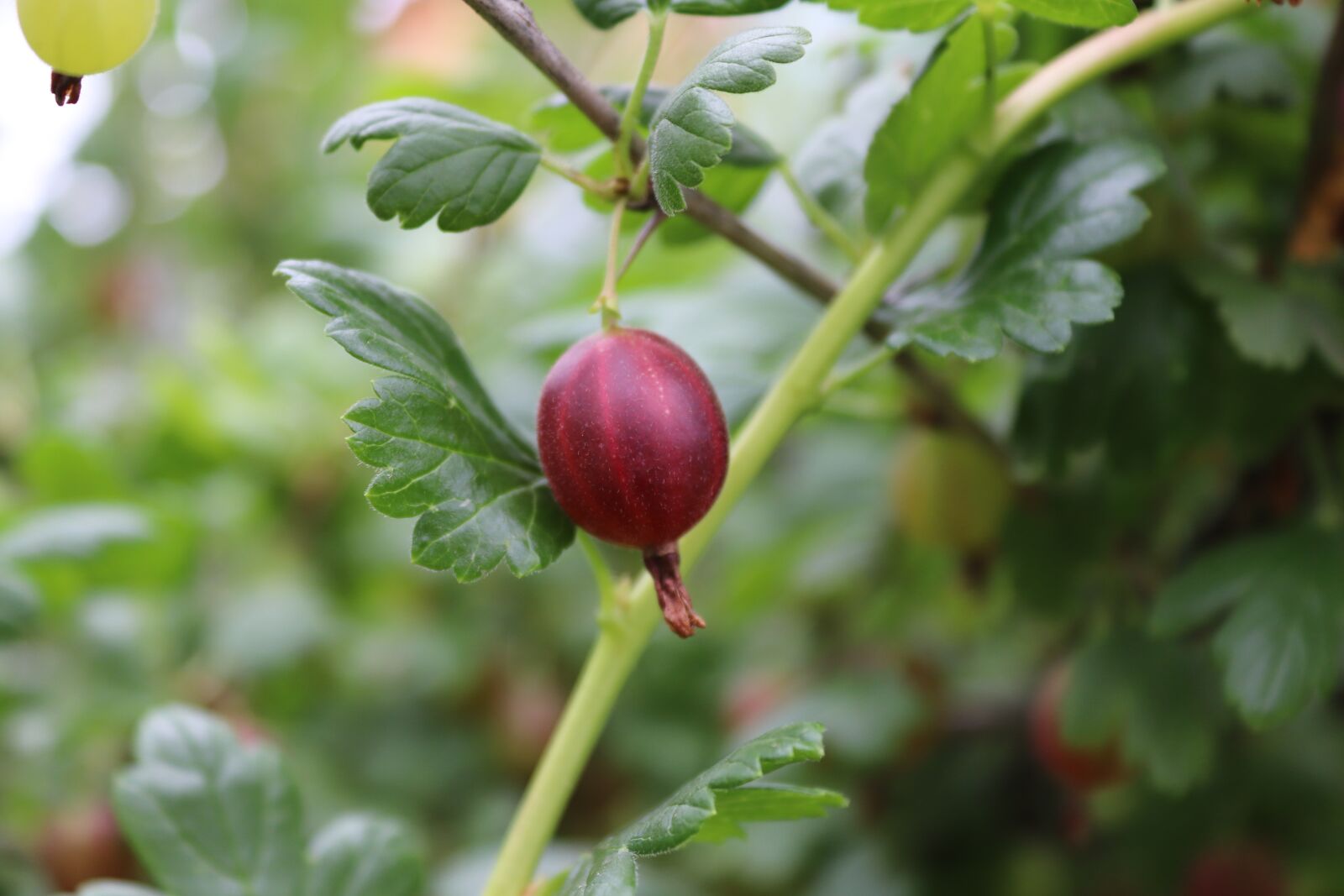 Canon EOS 200D (EOS Rebel SL2 / EOS Kiss X9) sample photo. Gooseberry, berry, fruit photography