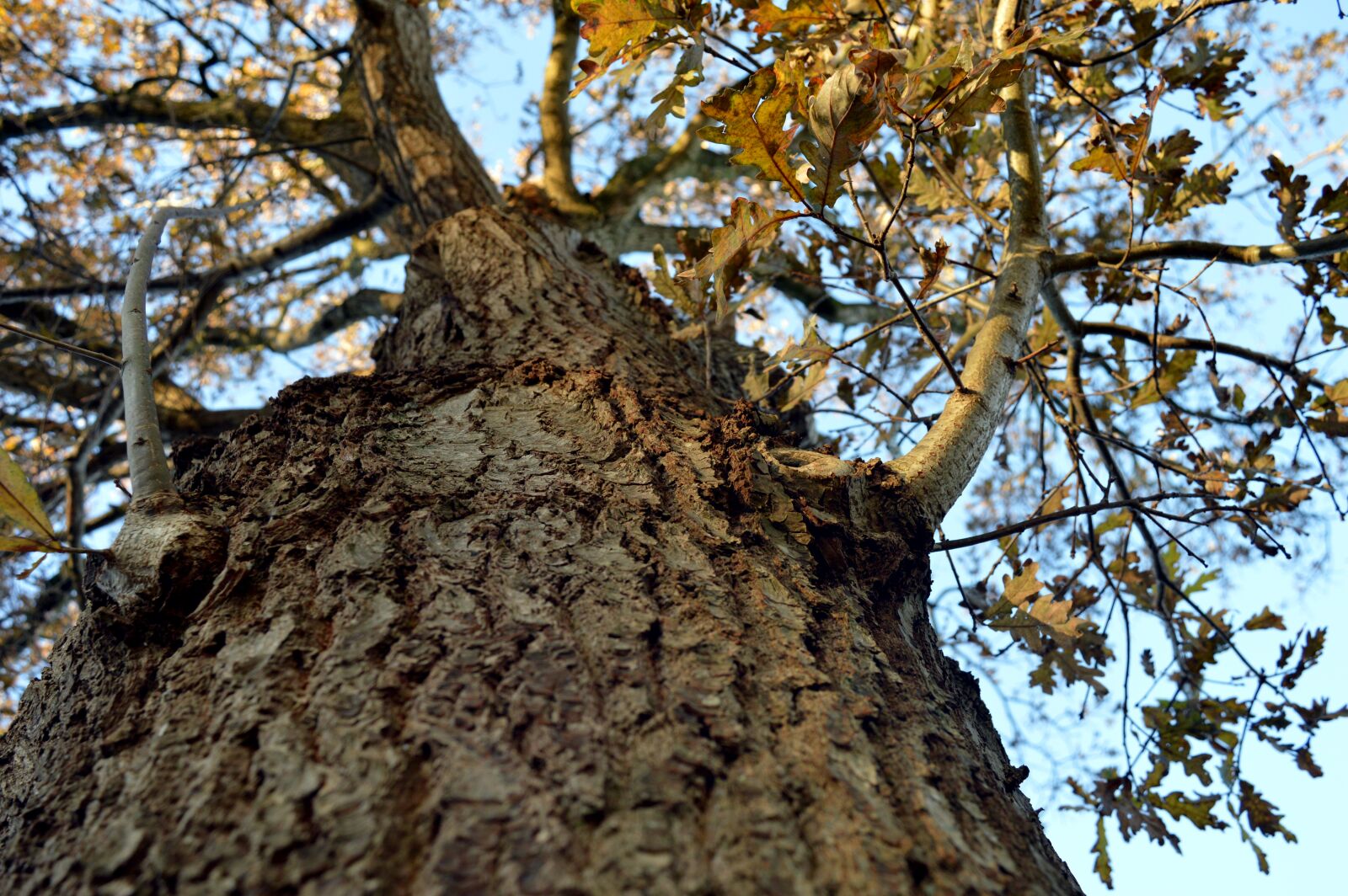 Nikon D3200 sample photo. Tree, bark, high photography