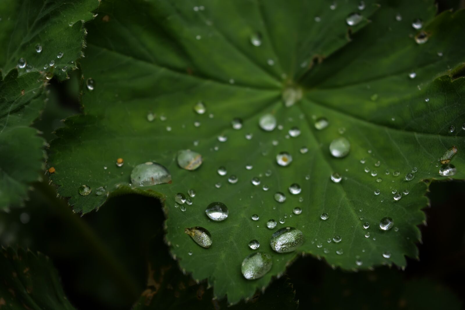 Nikon D5200 sample photo. Grass, drops, leaves photography