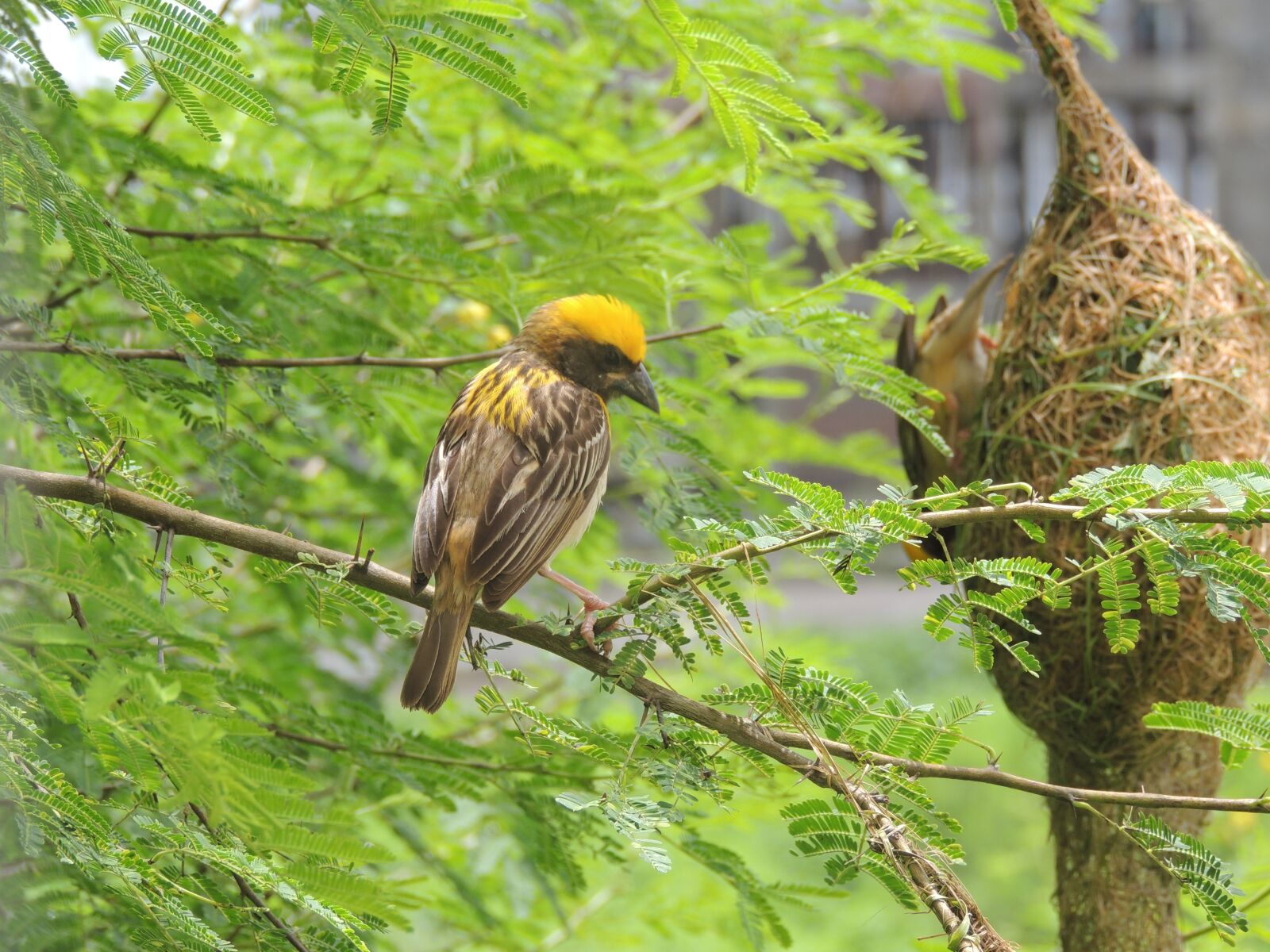 Nikon Coolpix P510 sample photo. Nature, bird, rain photography