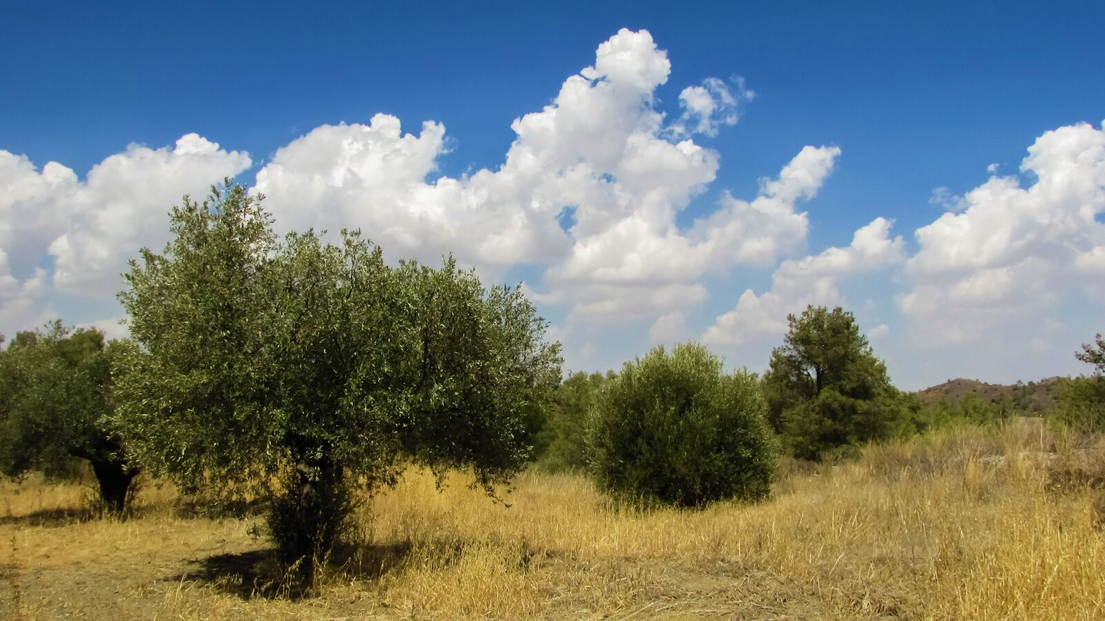 Canon PowerShot SX400 IS sample photo. Olive trees, landscape, countryside photography