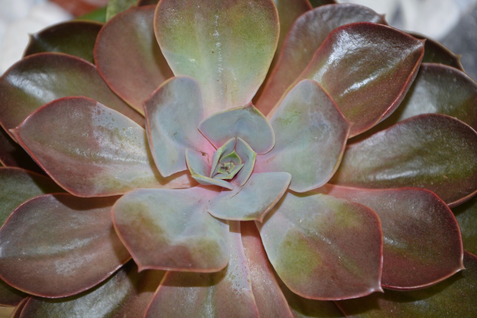 Nikon D5200 sample photo. Succulent, cactus, green photography