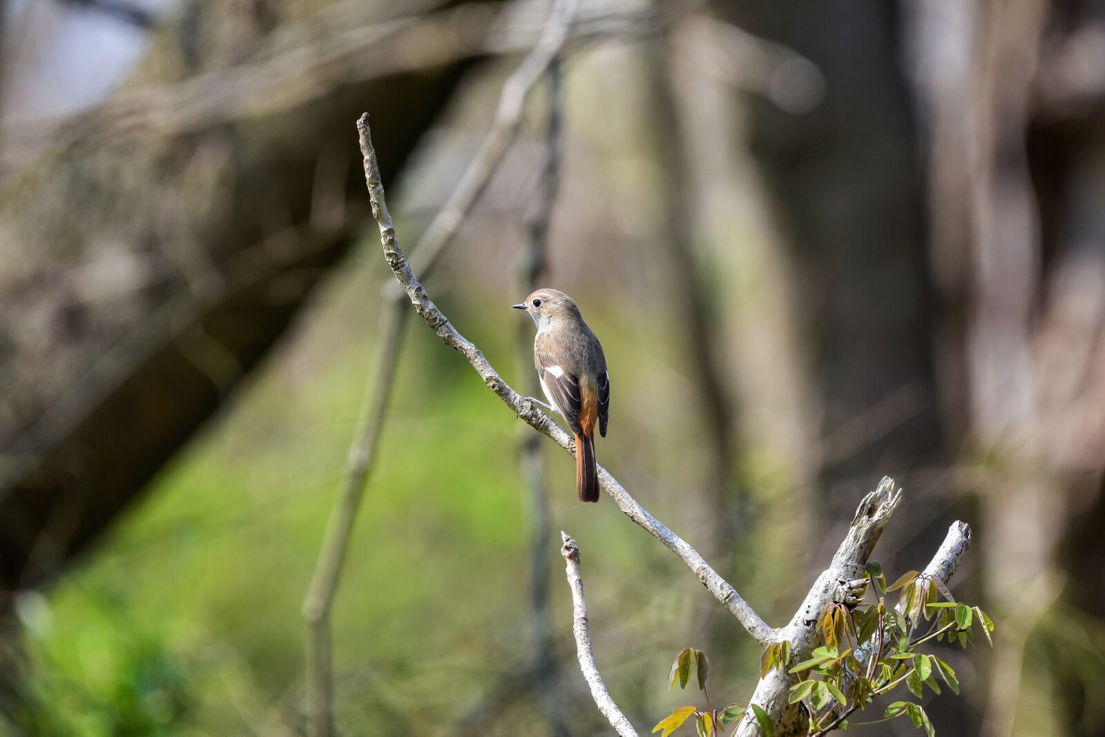 Nikon D7200 sample photo. Animal, forest, wood photography