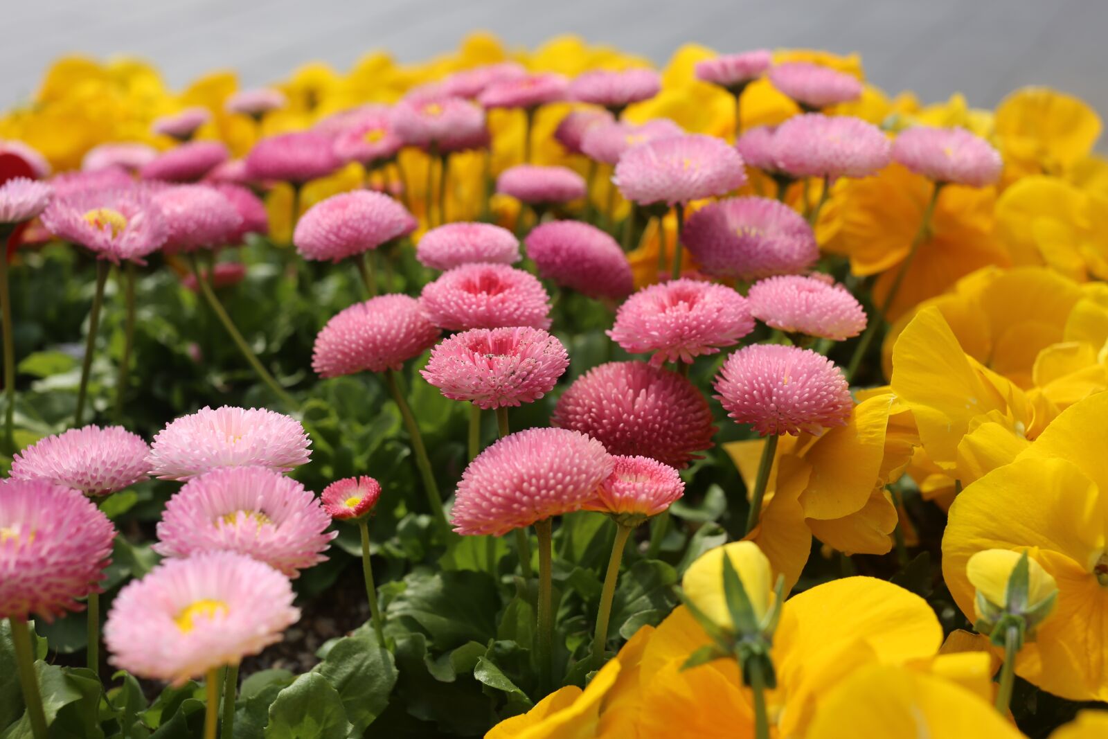 Canon EF 40mm F2.8 STM sample photo. Flower, nature, flora photography