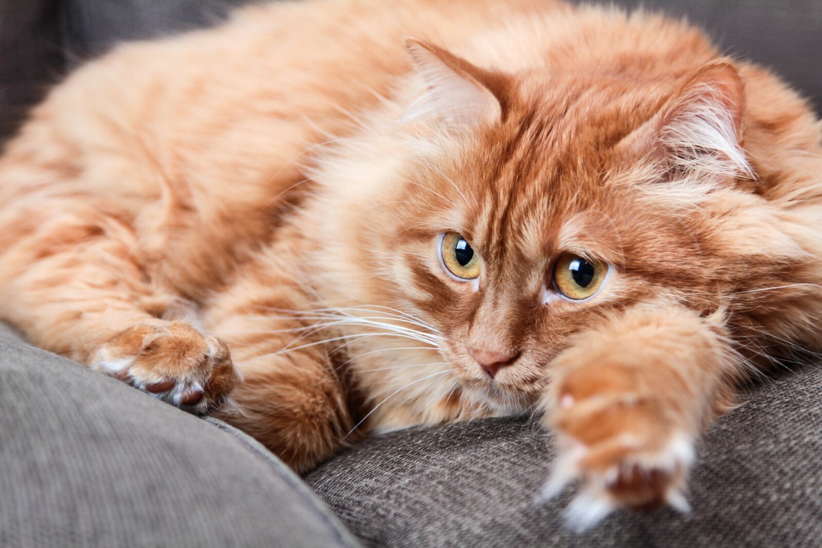 Canon EOS 60D + Canon EF 24-105mm F4L IS USM sample photo. Animals, cat, cute photography