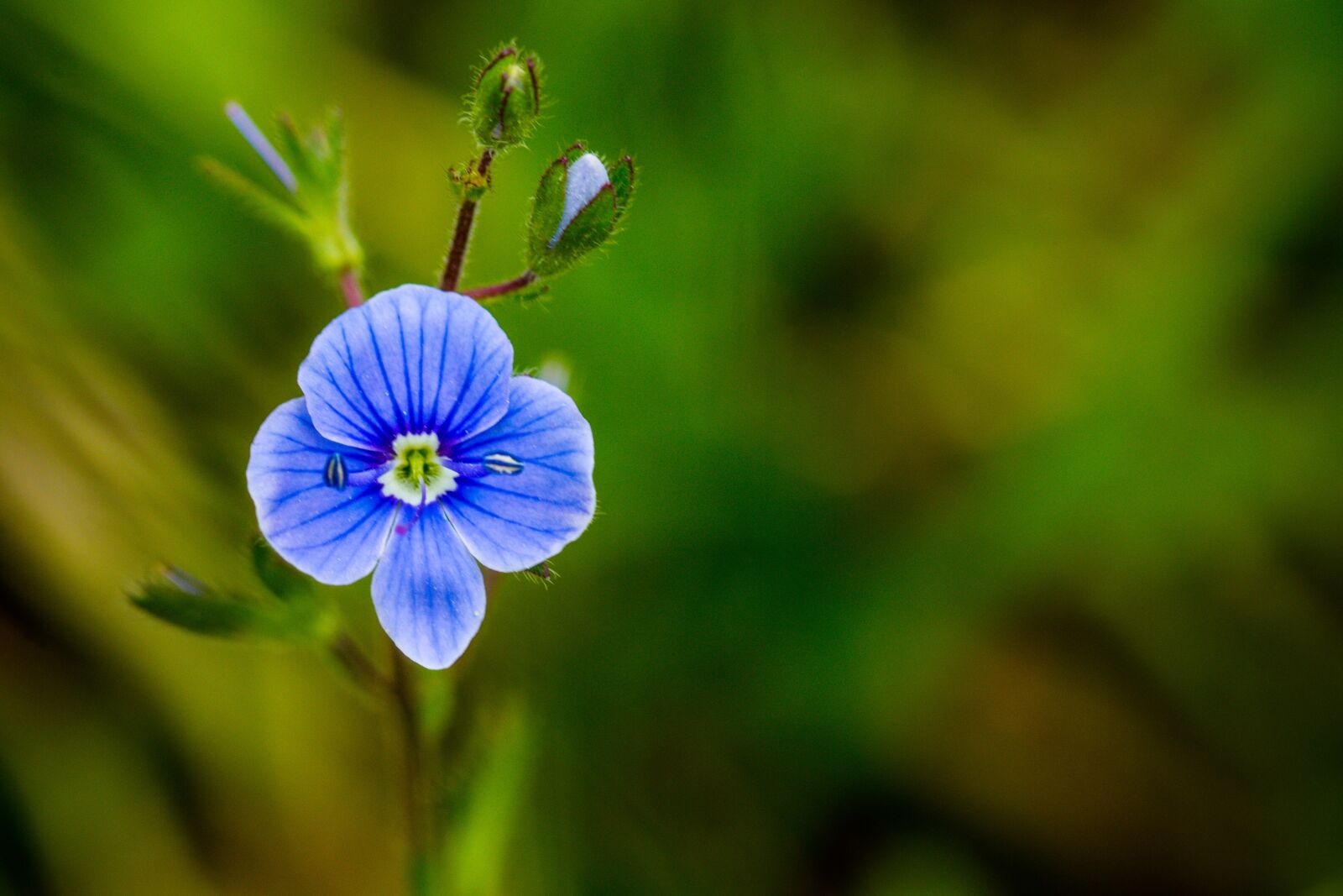 Canon EOS 70D sample photo. Nature, no person, leaf photography