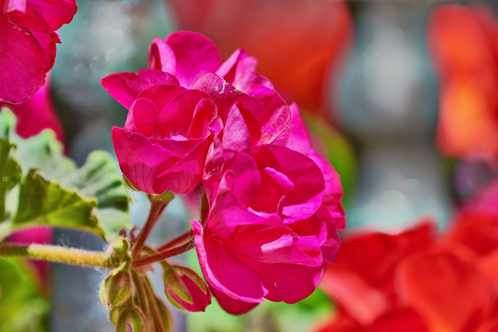 Nikon D7200 sample photo. Flower, red, plant photography