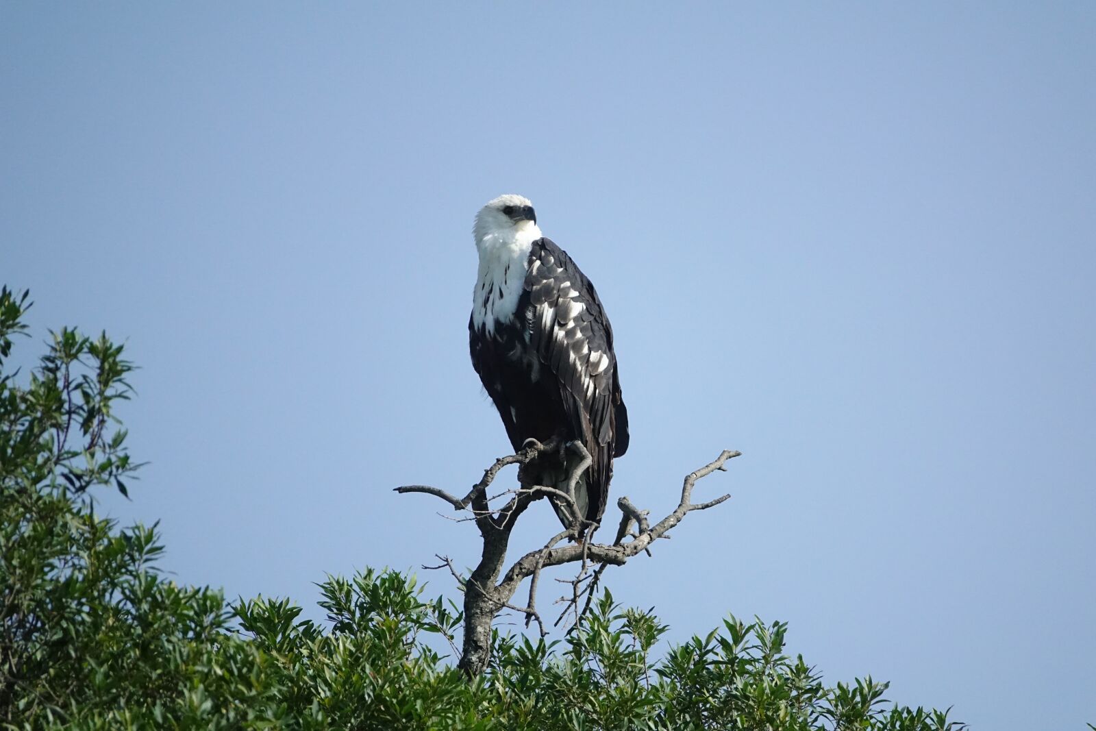 Sony Cyber-shot DSC-RX10 III sample photo. Bird, wildlife, nature photography