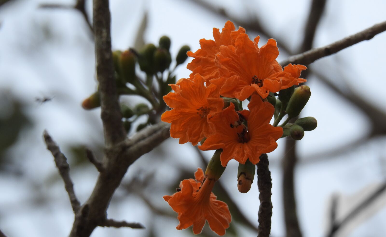 Nikon Coolpix P900 sample photo. Flowers, orange, flower photography