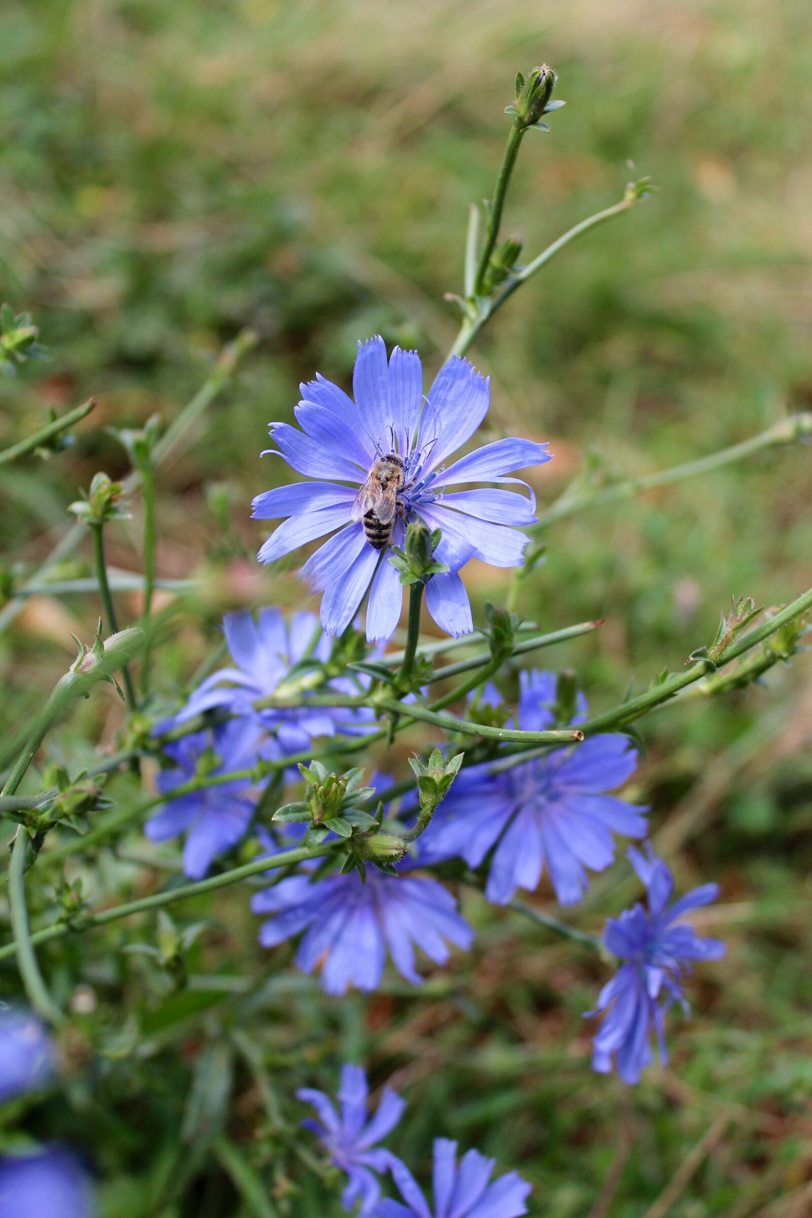 Canon EOS 600D (Rebel EOS T3i / EOS Kiss X5) sample photo. Chicory, wildflower, blue photography