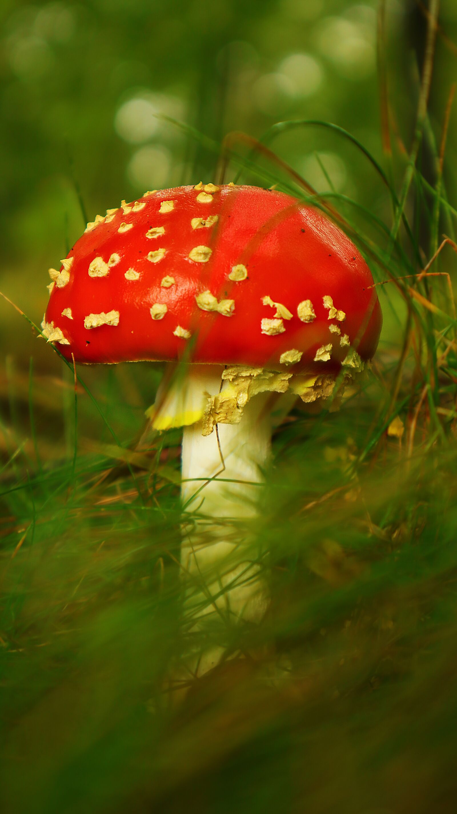 Canon EF-M 15-45mm F3.5-6.3 IS STM sample photo. Fly agaric, mushroom, nature photography