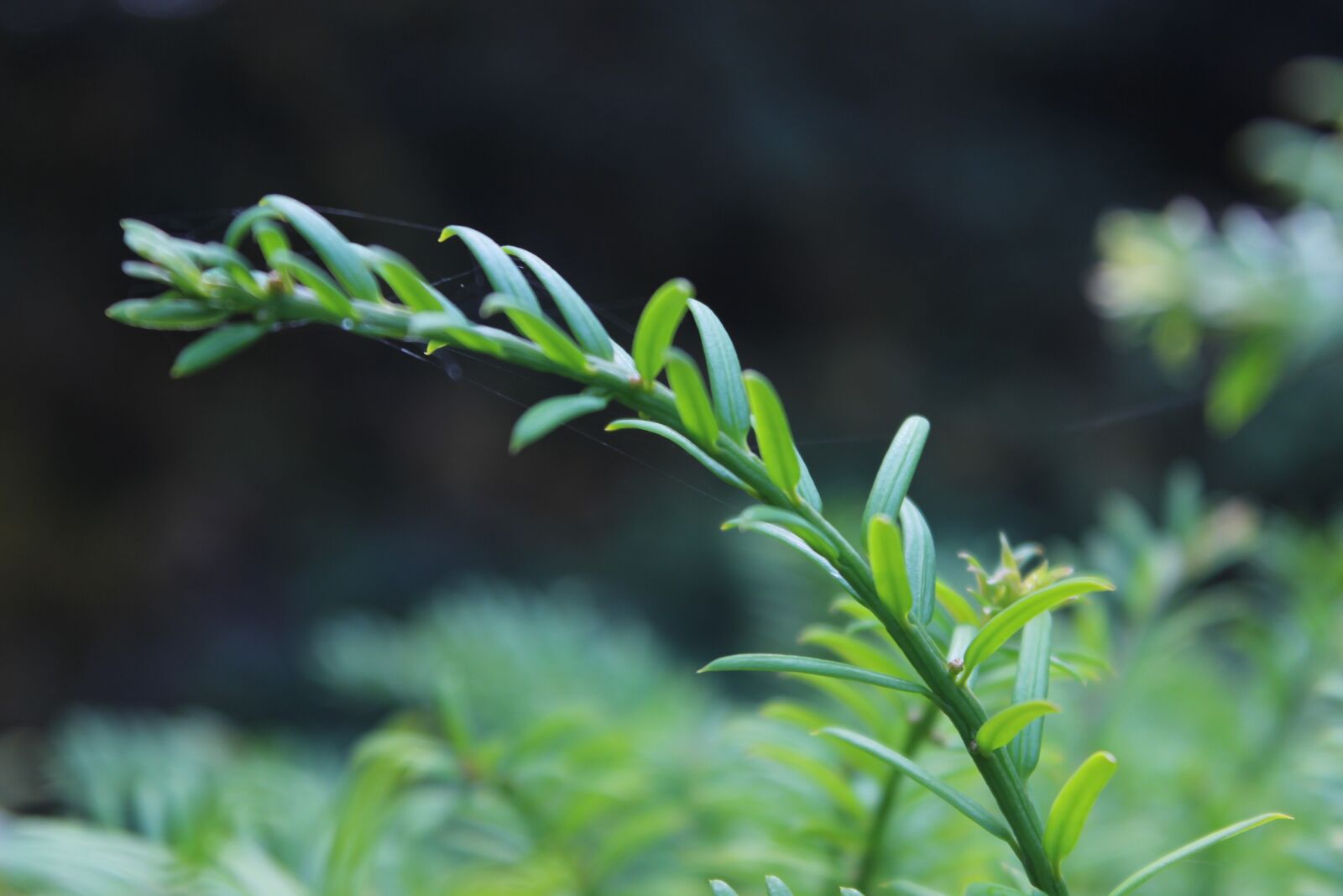 Canon EOS 600D (Rebel EOS T3i / EOS Kiss X5) sample photo. Yew, conifer, taxus photography