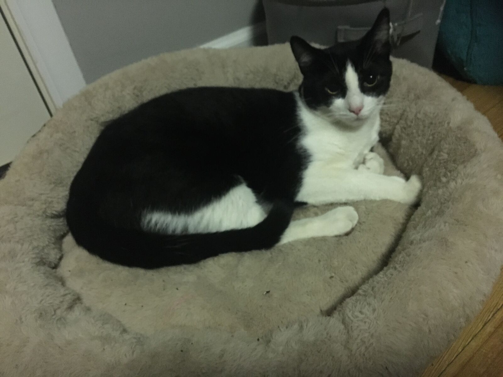 Apple iPhone 6s sample photo. Cat, sleepy, kitten photography
