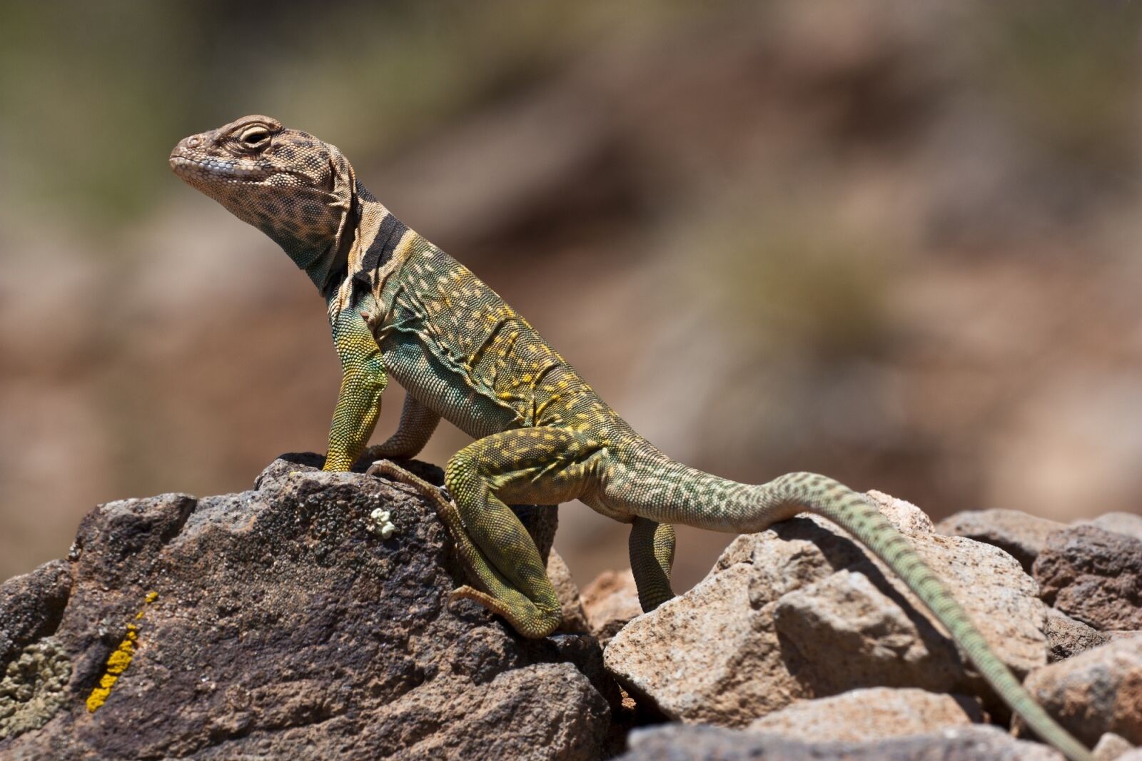 Canon EOS 450D (EOS Rebel XSi / EOS Kiss X2) sample photo. Collared lizard, reptile, wildlife photography