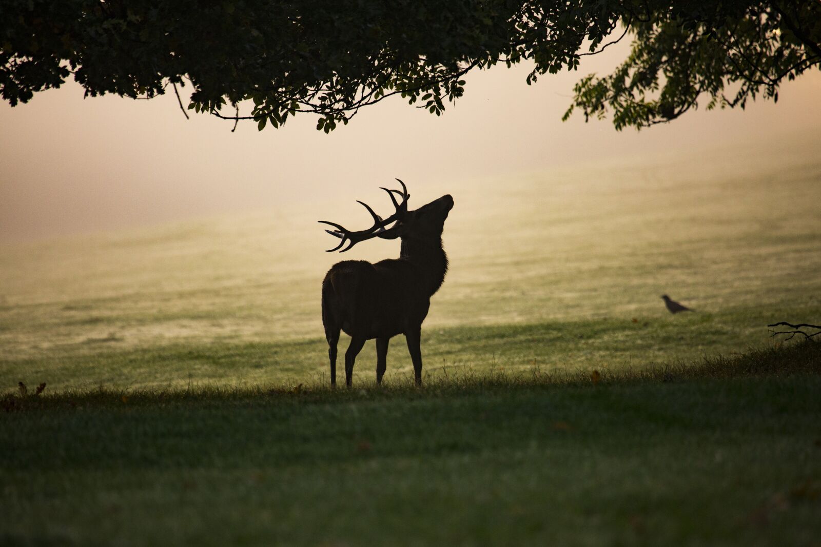 Canon EF 100-400mm F4.5-5.6L IS USM sample photo. Mist, stag, red deer photography