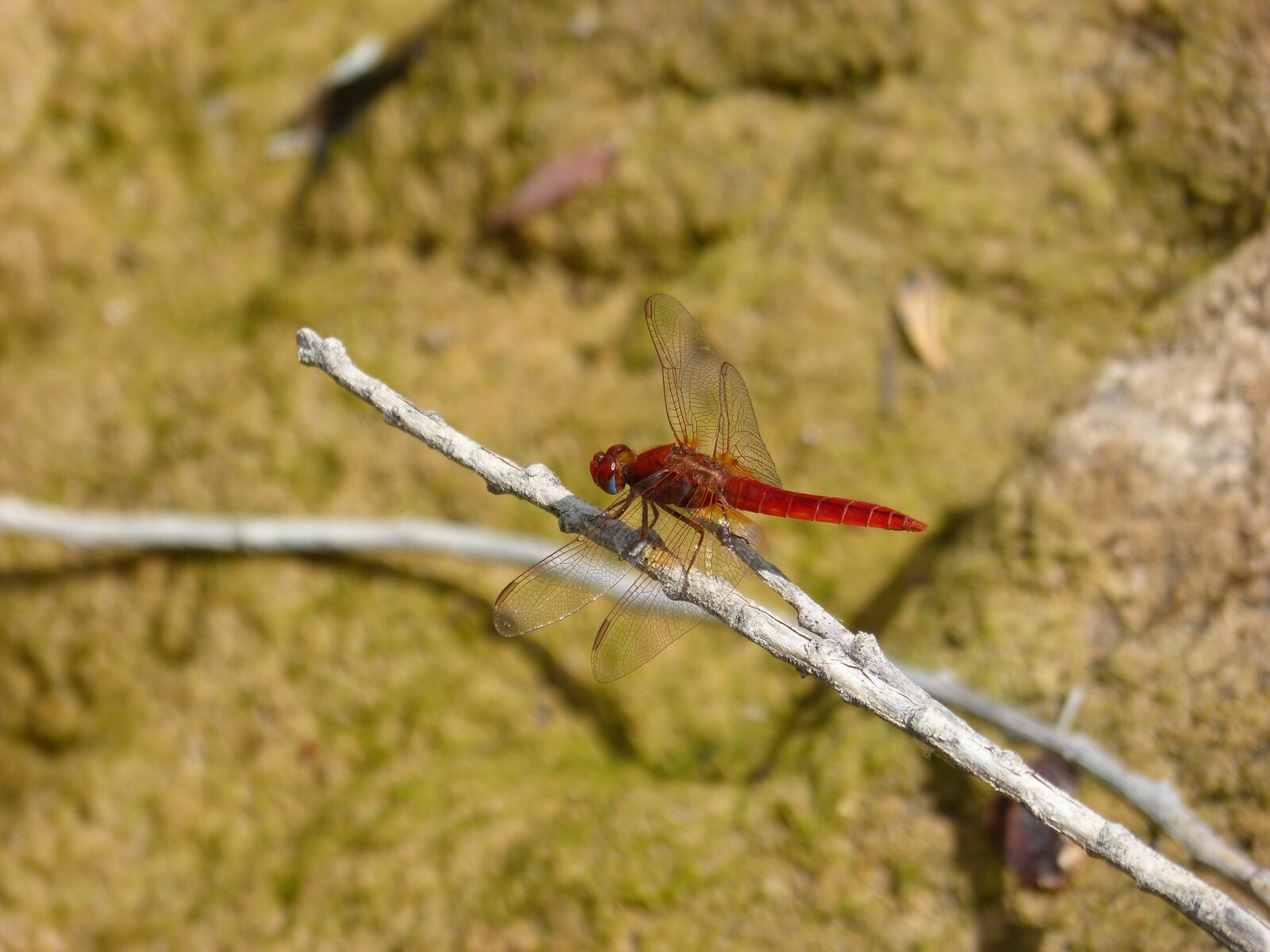 Panasonic DMC-FZ62 sample photo. Red dragonfly, ca as photography