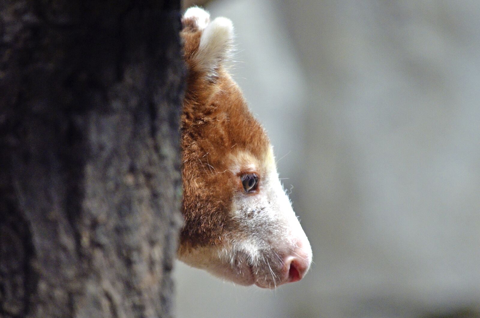 Nikon D5100 sample photo. Tree-kangaroo, oceania, dendrolagus photography