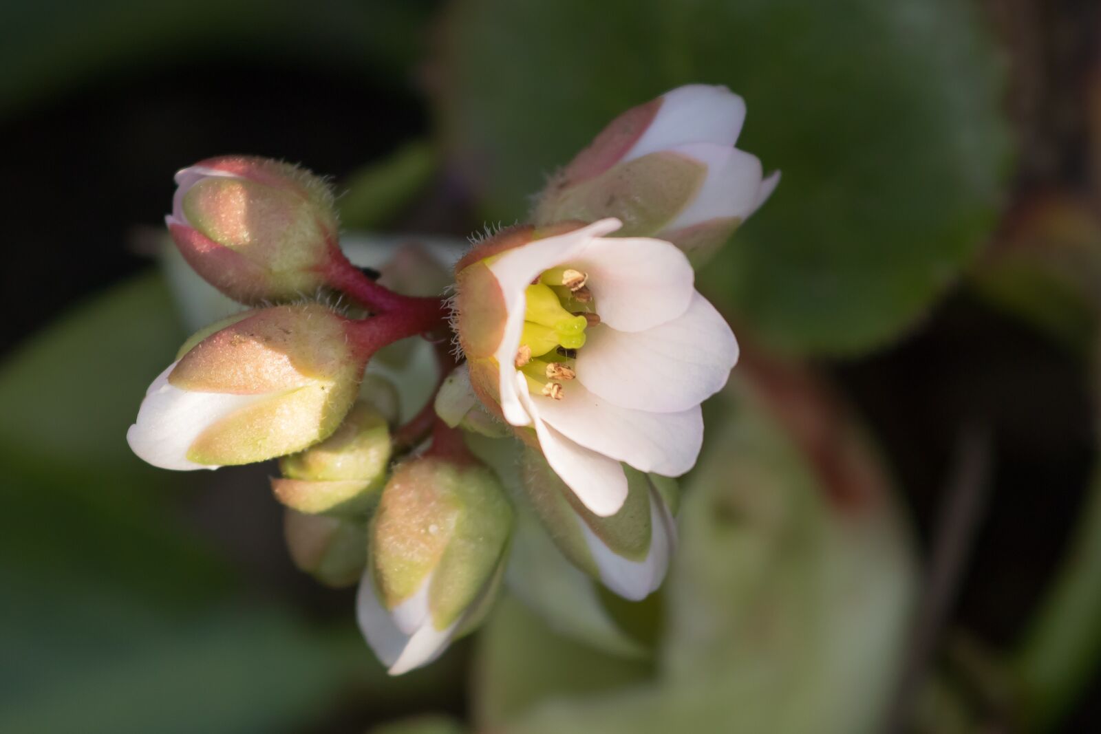 Canon EF 70-200mm F4L IS II USM sample photo. Flower, leaves, white photography