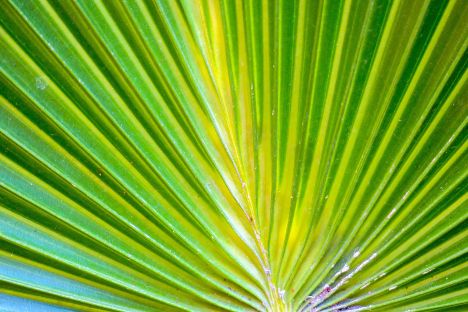 Canon PowerShot G3 X sample photo. Leaf, nature, plant photography