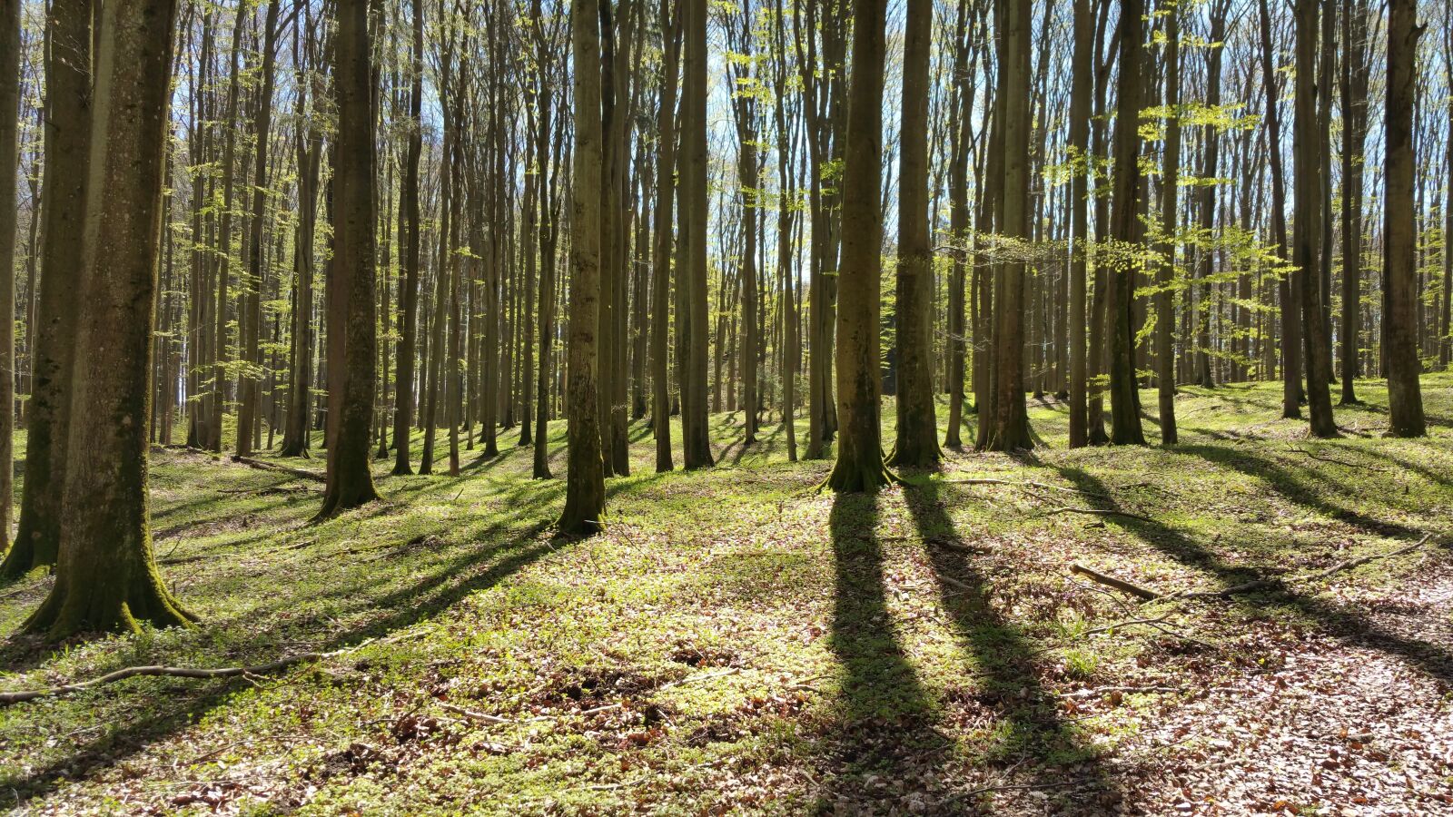 Samsung Galaxy Note4 sample photo. Forest, tree, sun in photography